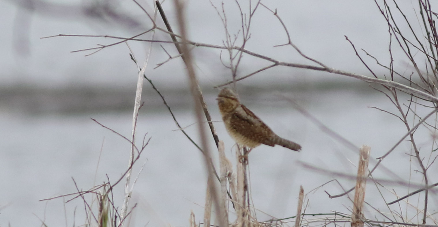 Eurasian Wryneck