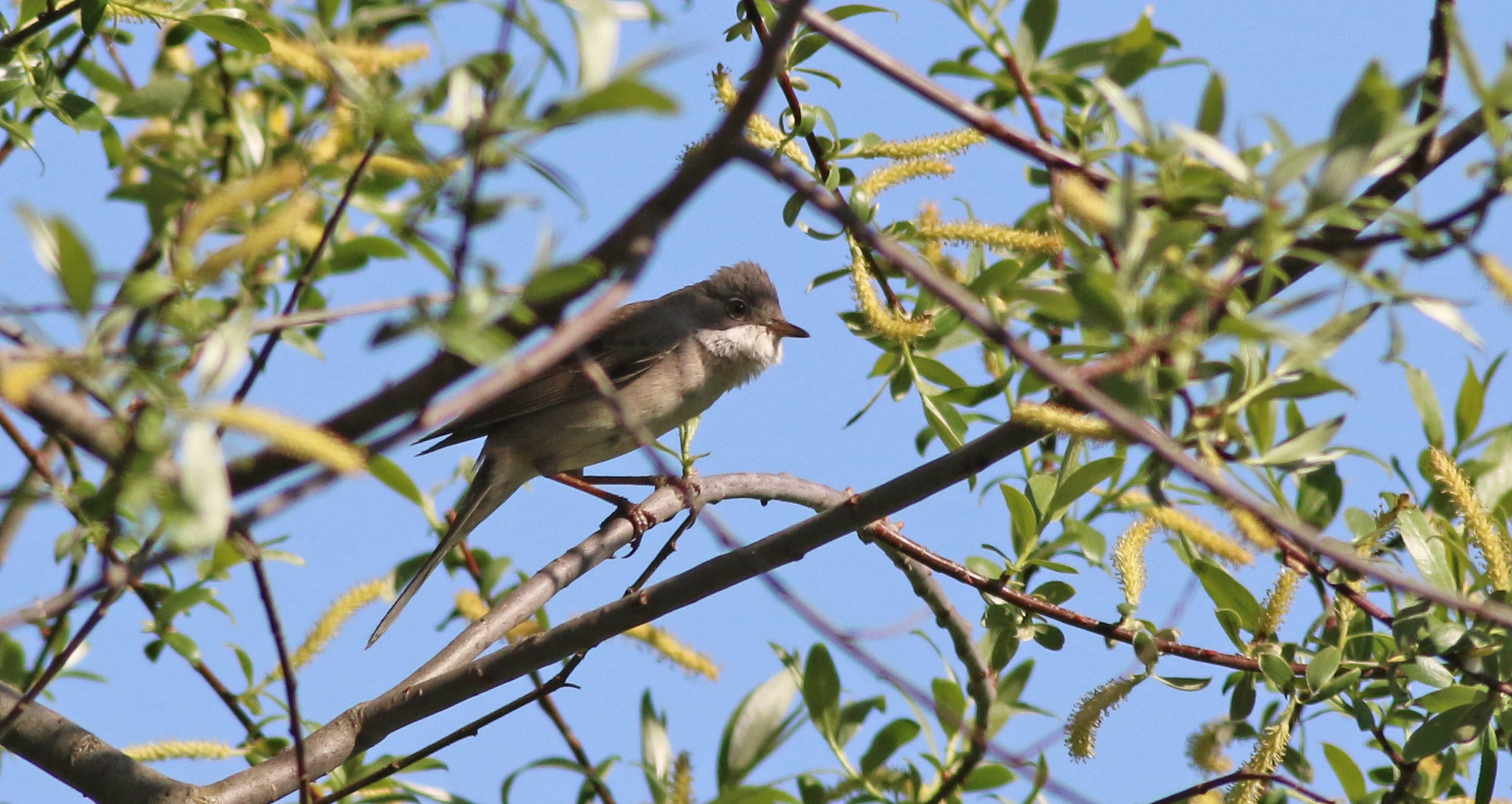 Greater Whitethroat