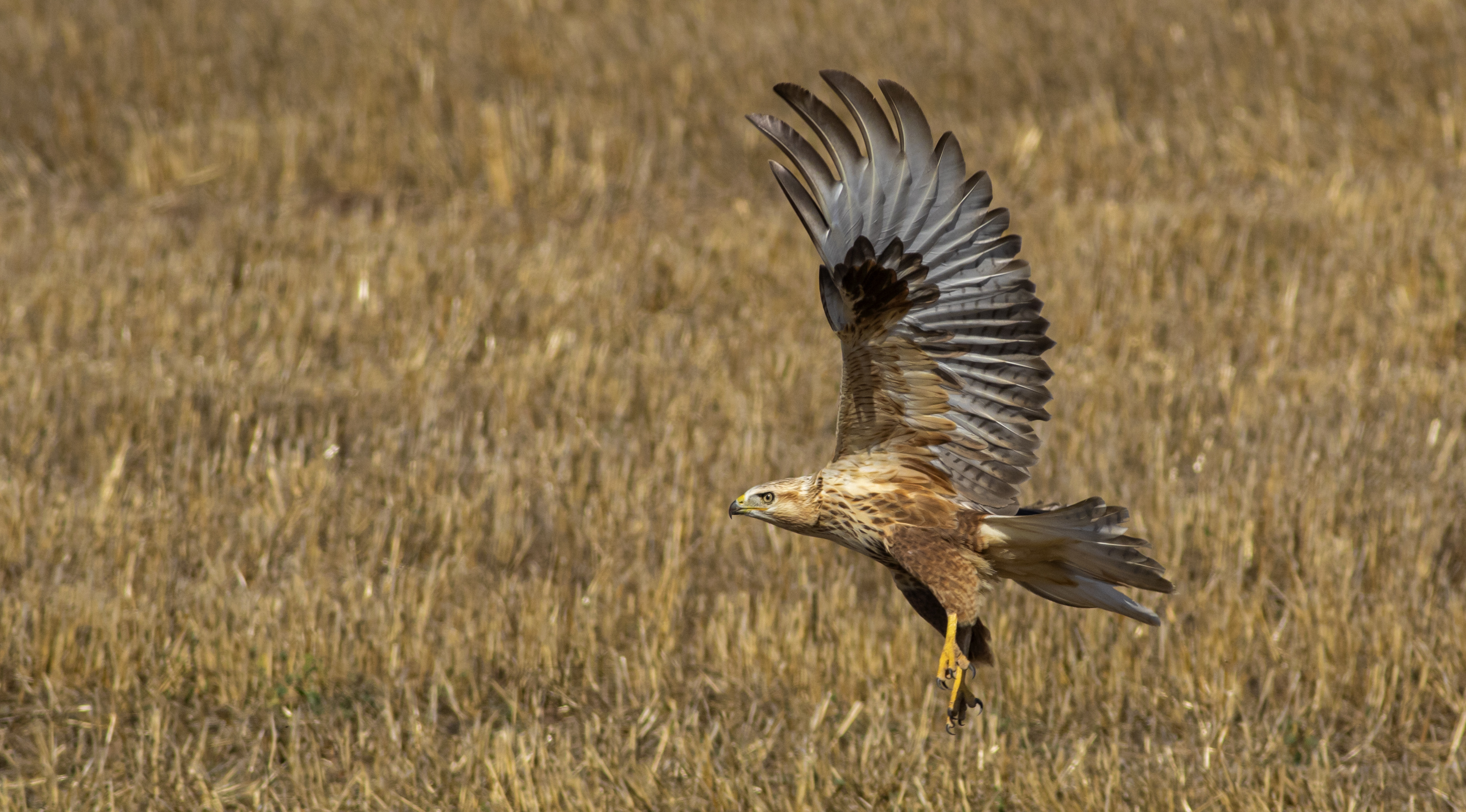 Long-legged Buzzard