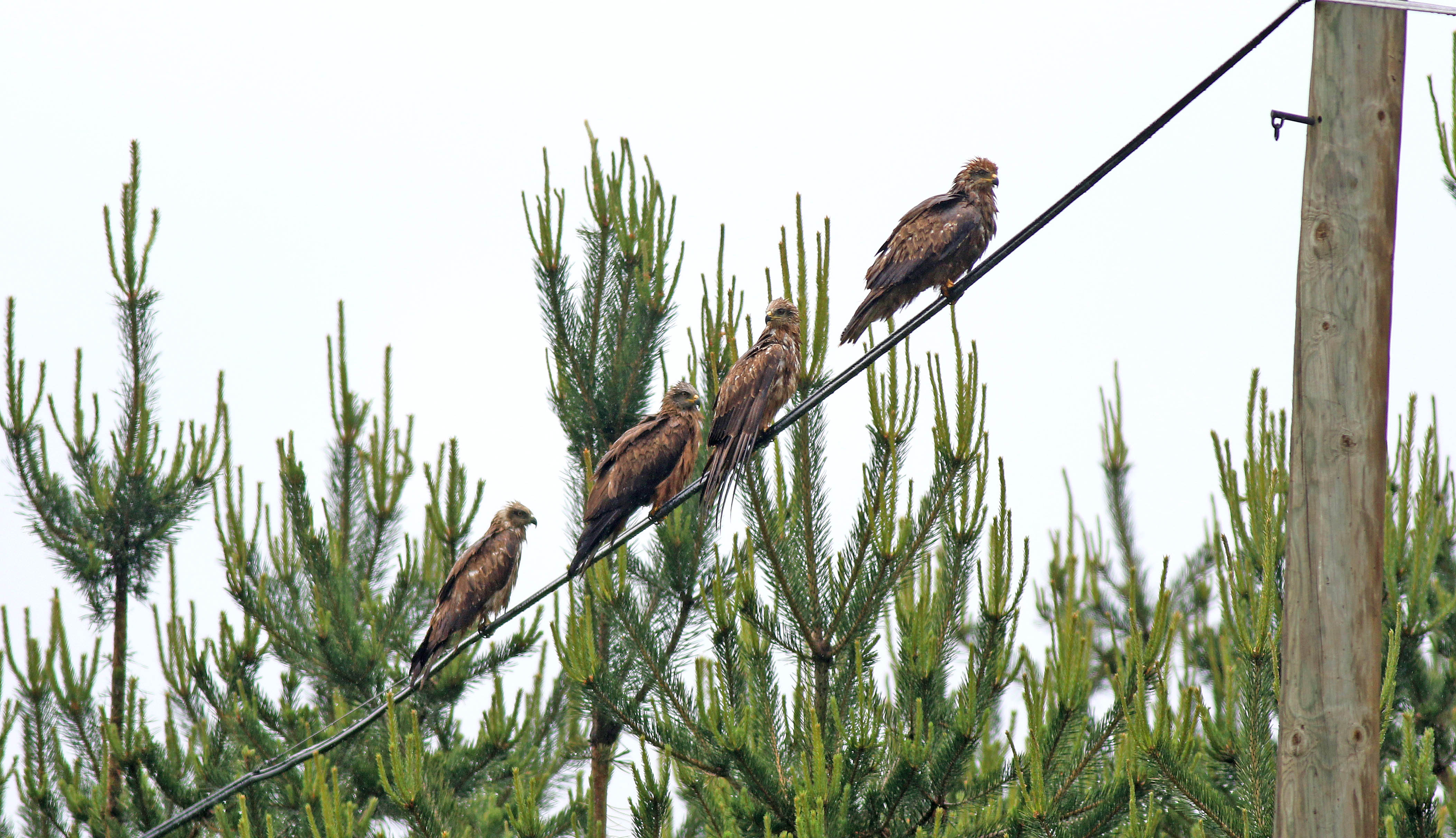 Black Kite