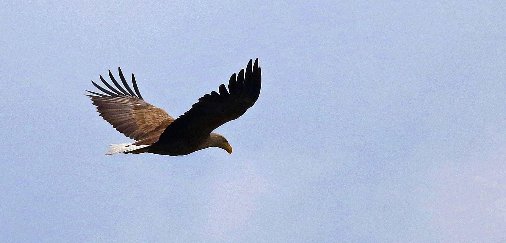 White-tailed Eagle