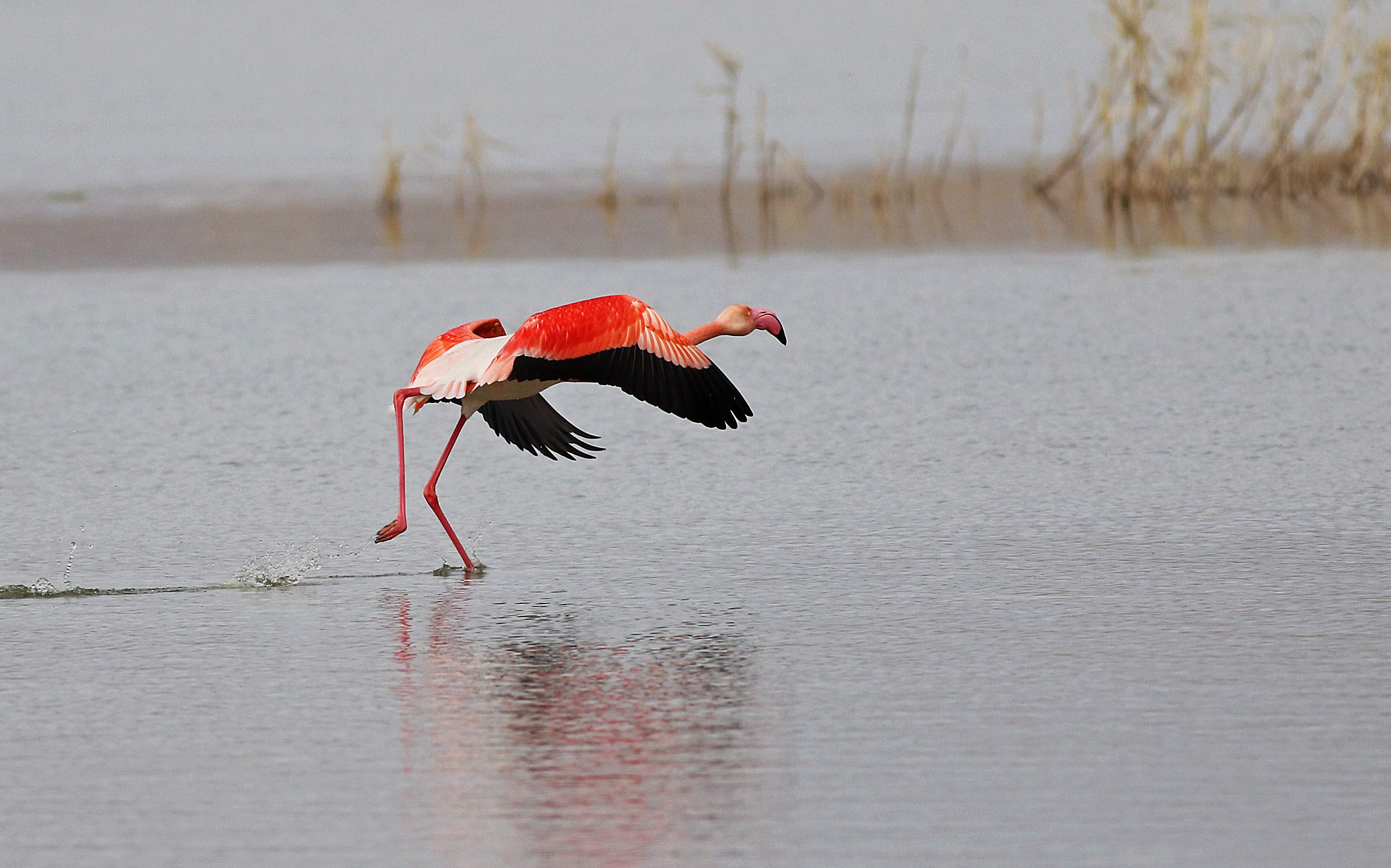 Greater Flamingo