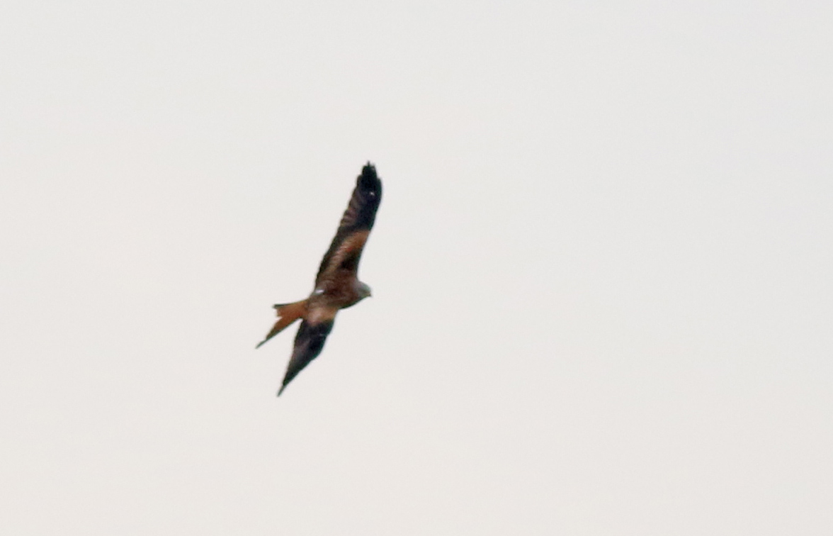 Red Kite