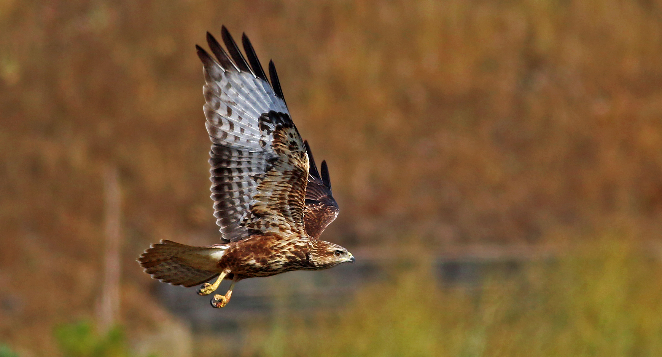 Common Buzzard