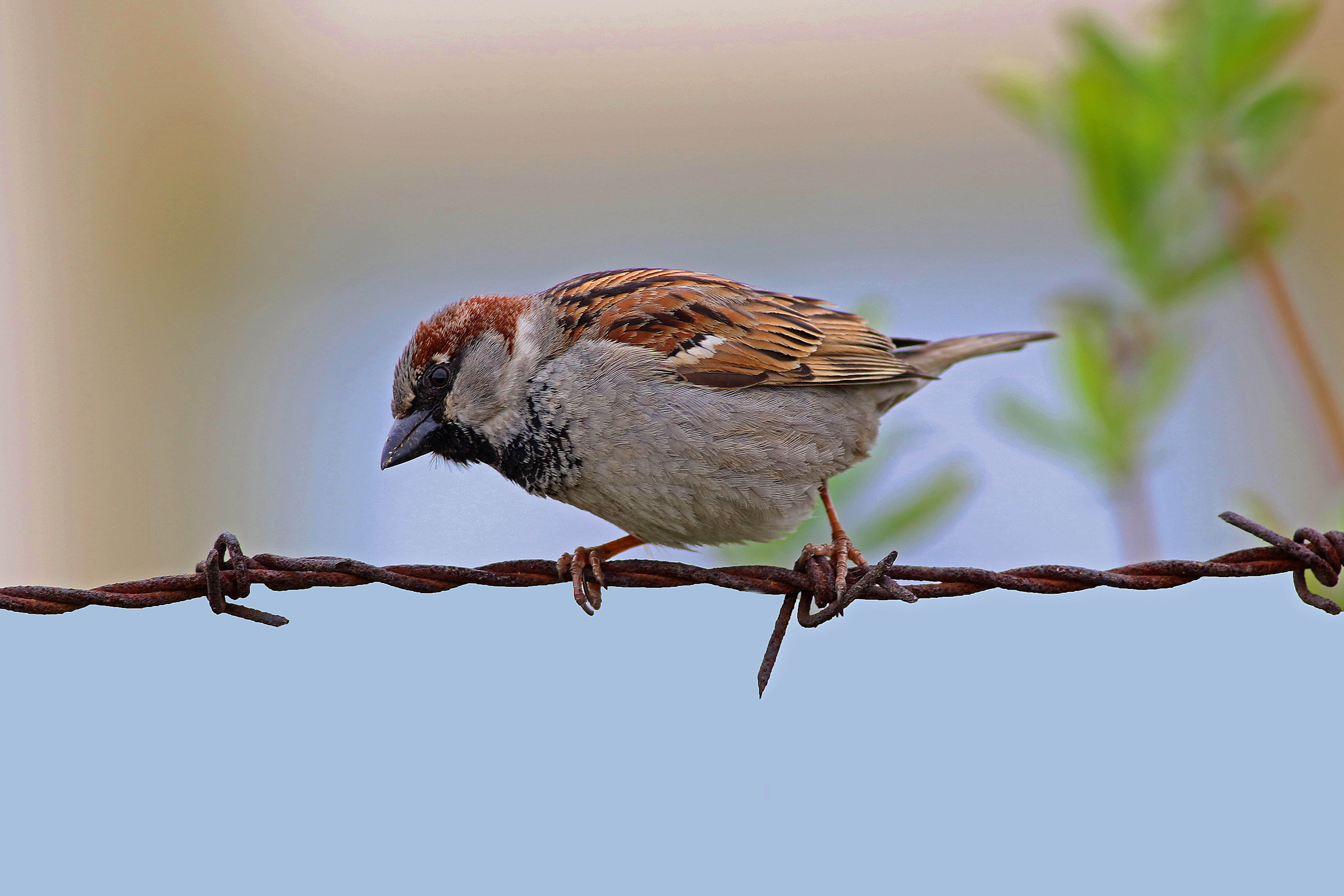House Sparrow