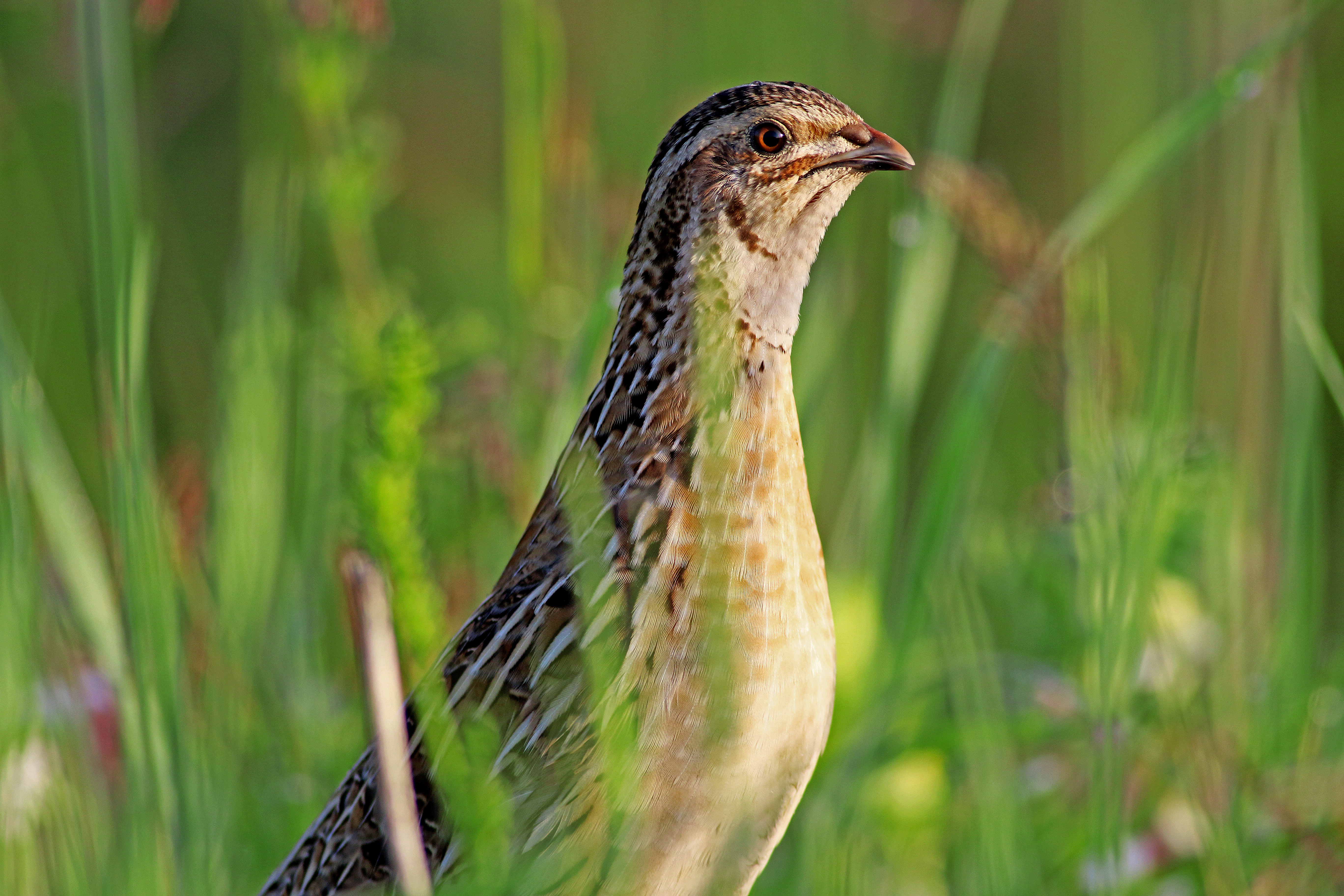 Common Quail