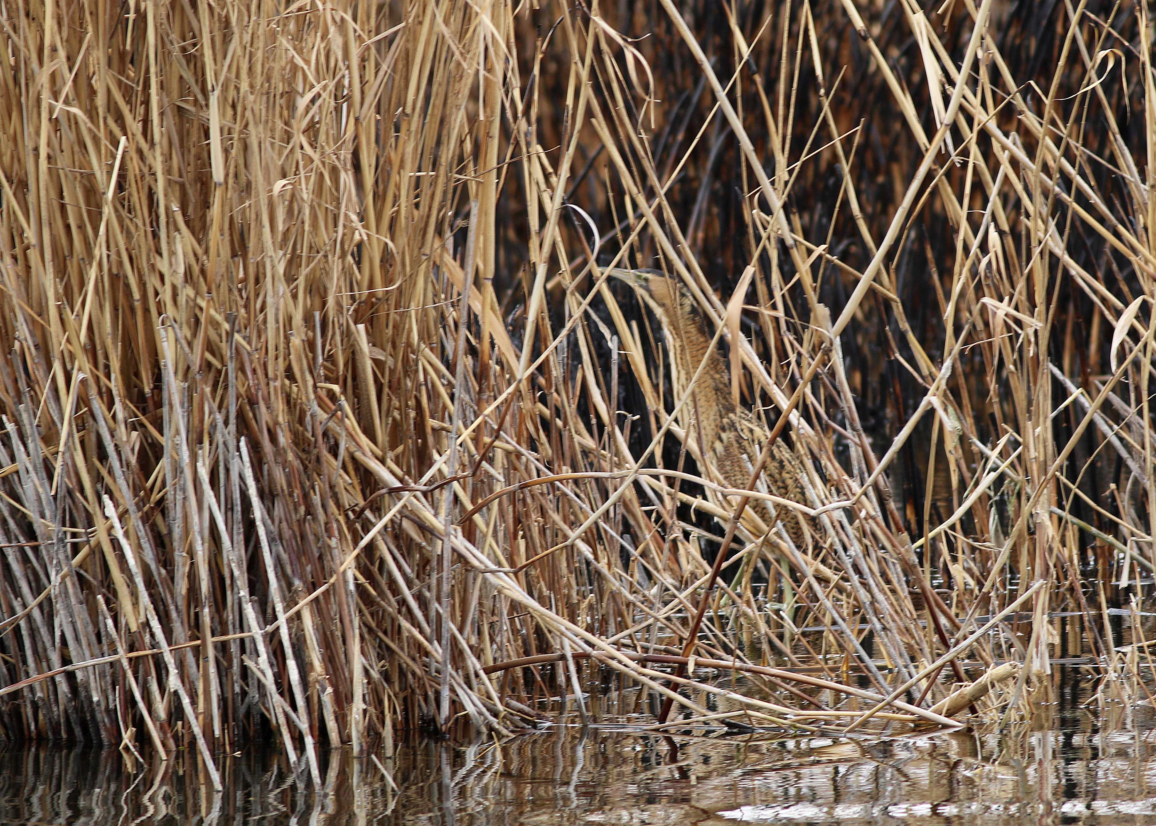 Great Bittern