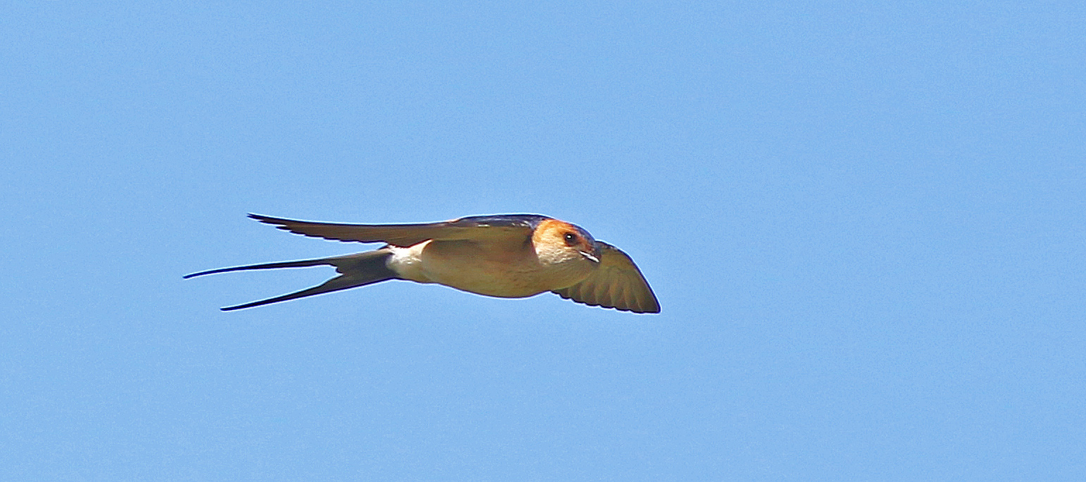 Red-rumped Swallow