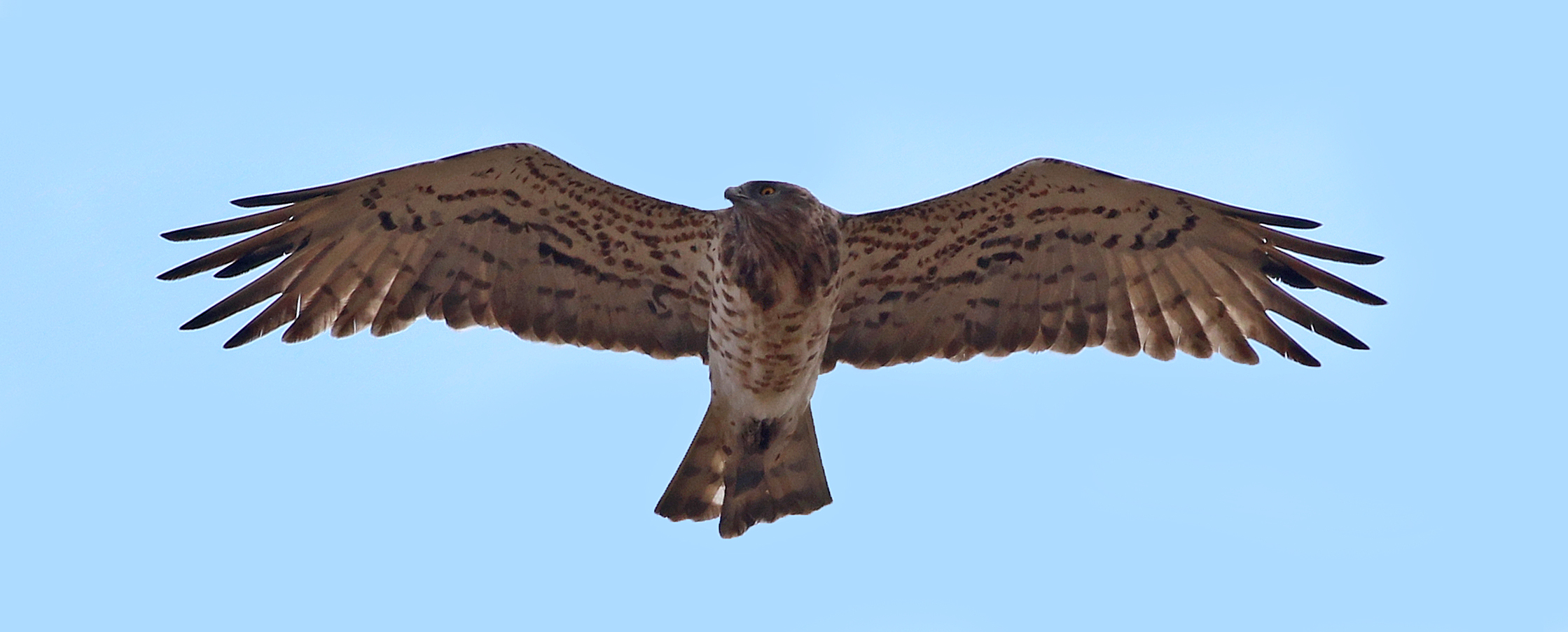 Short-toed Snake-Eagle