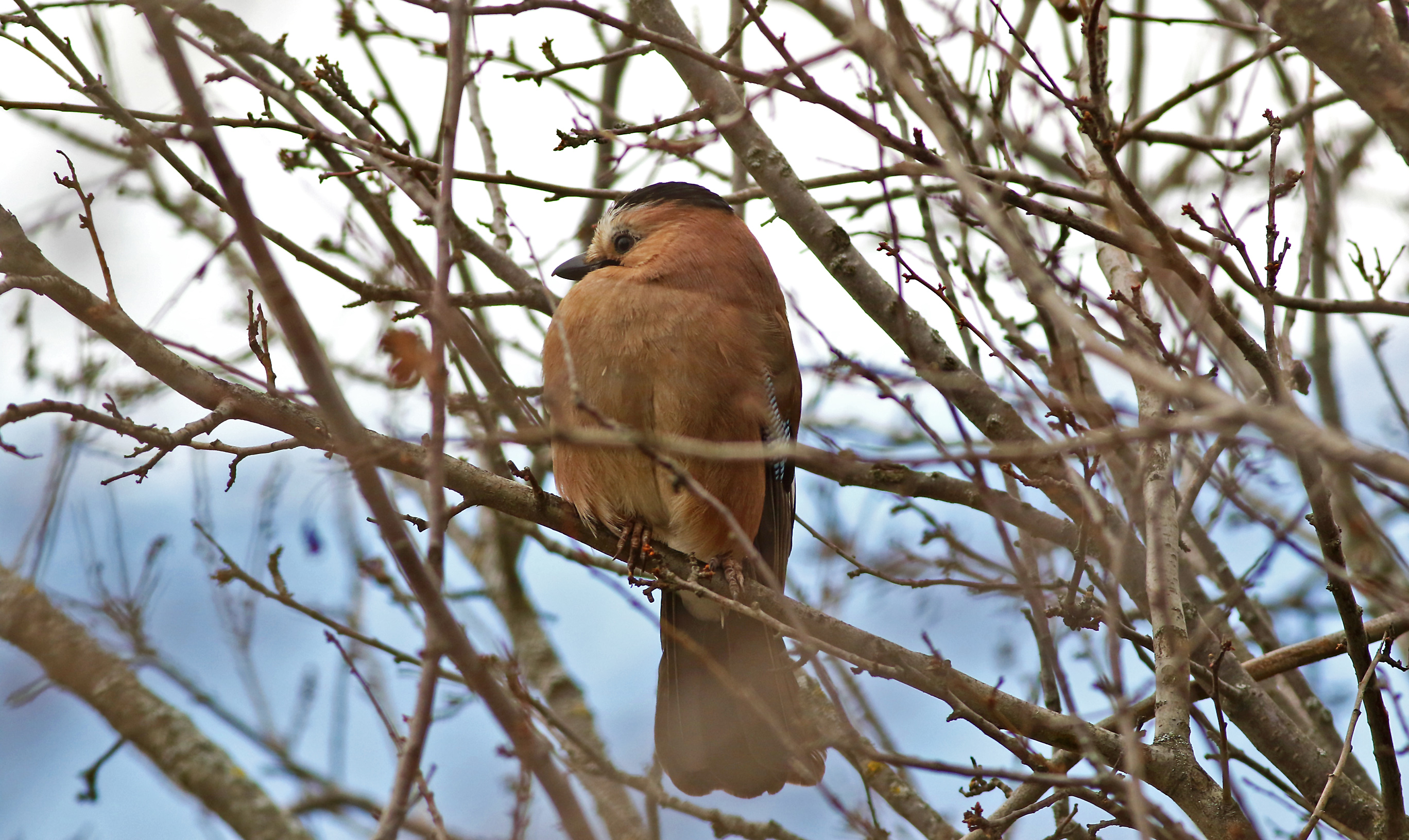 Eurasian Jay