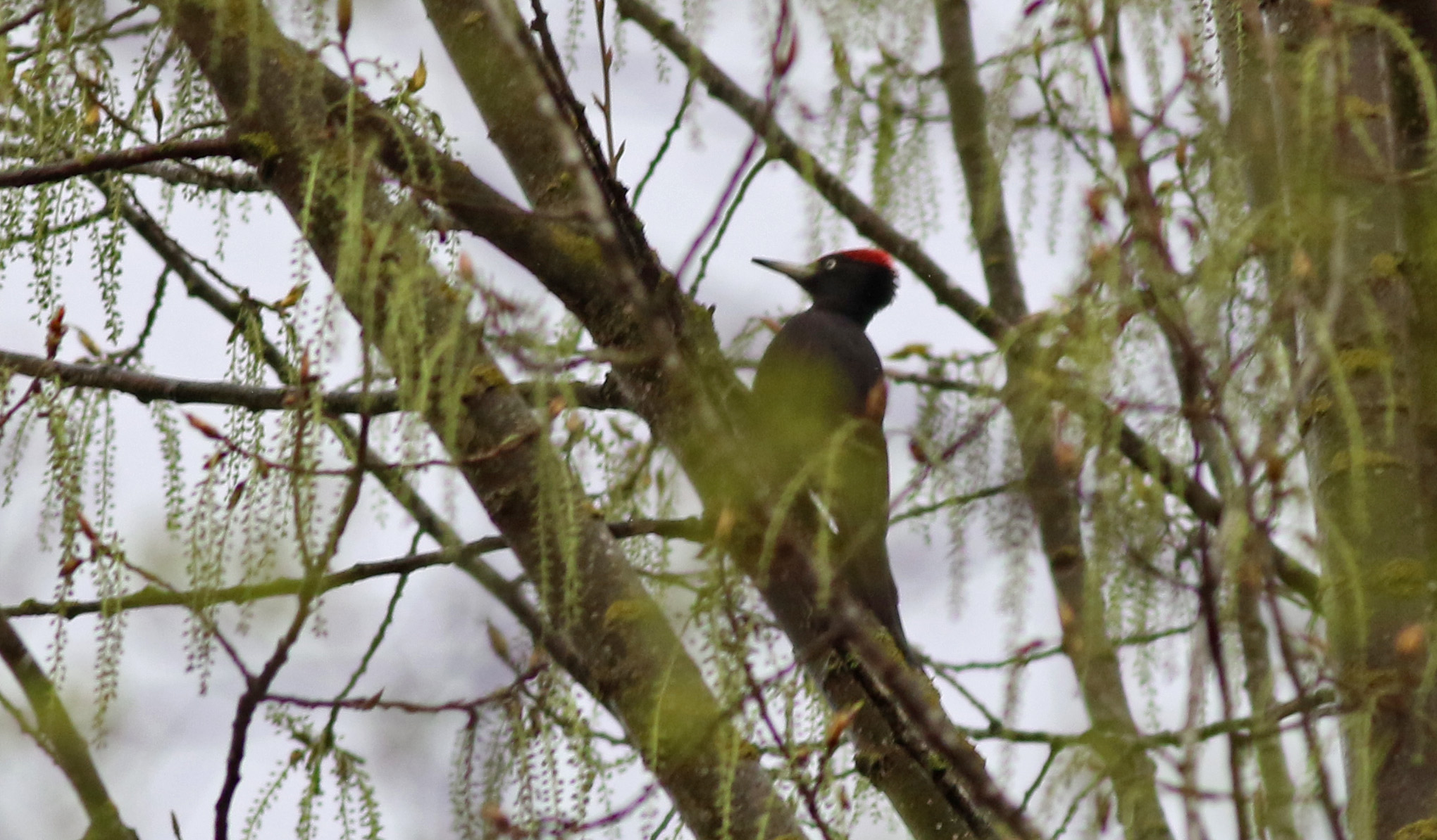 Black Woodpecker