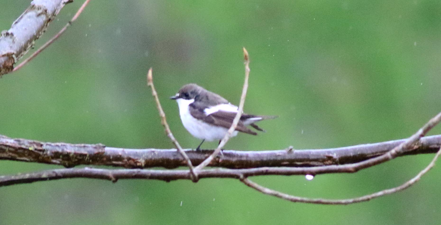 European Pied Flycatcher