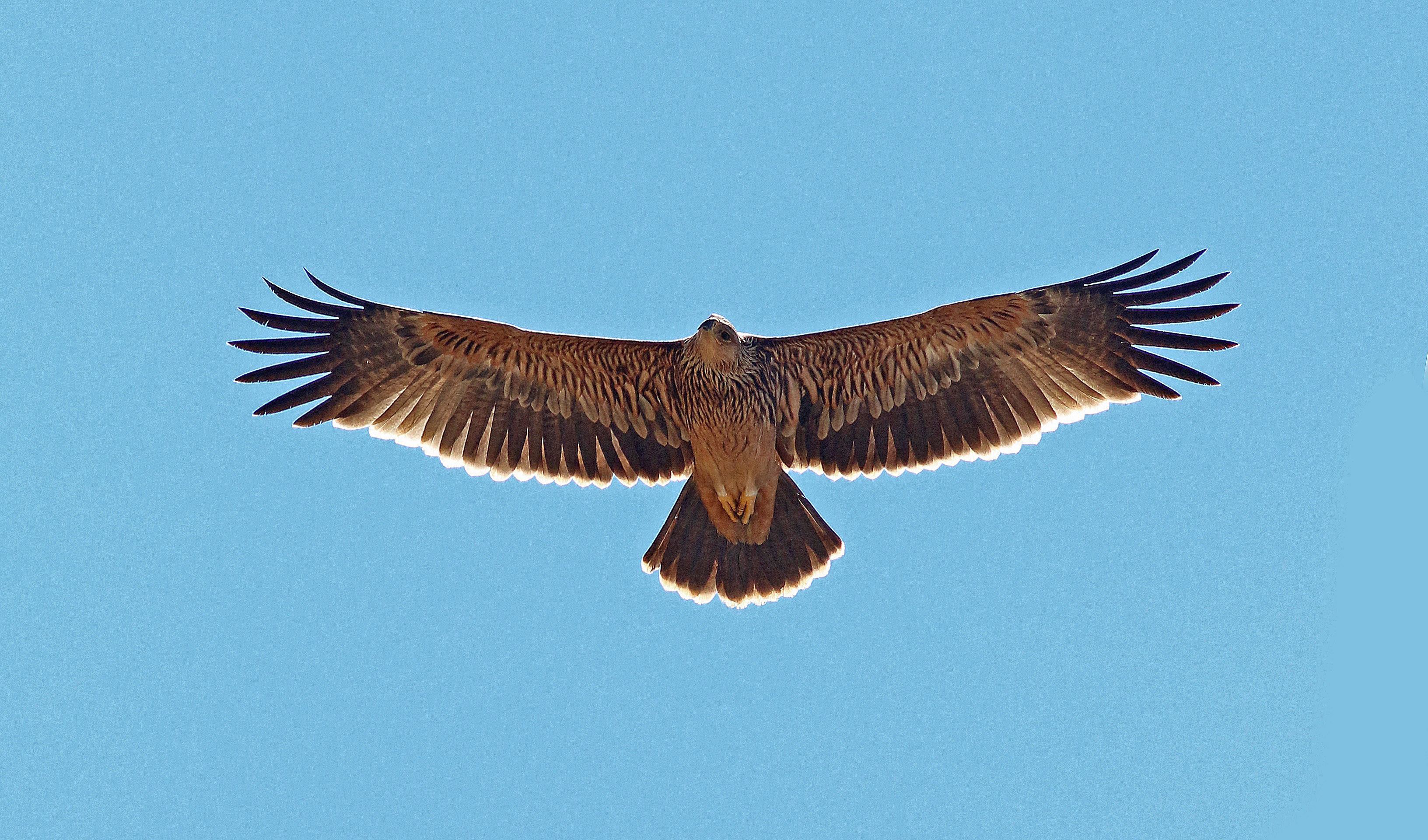 Imperial Eagle