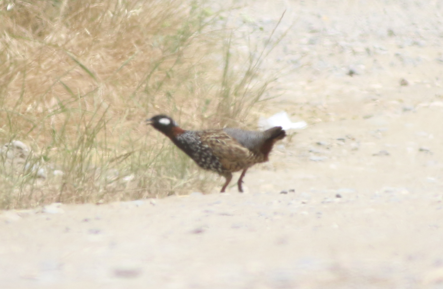 Black Francolin