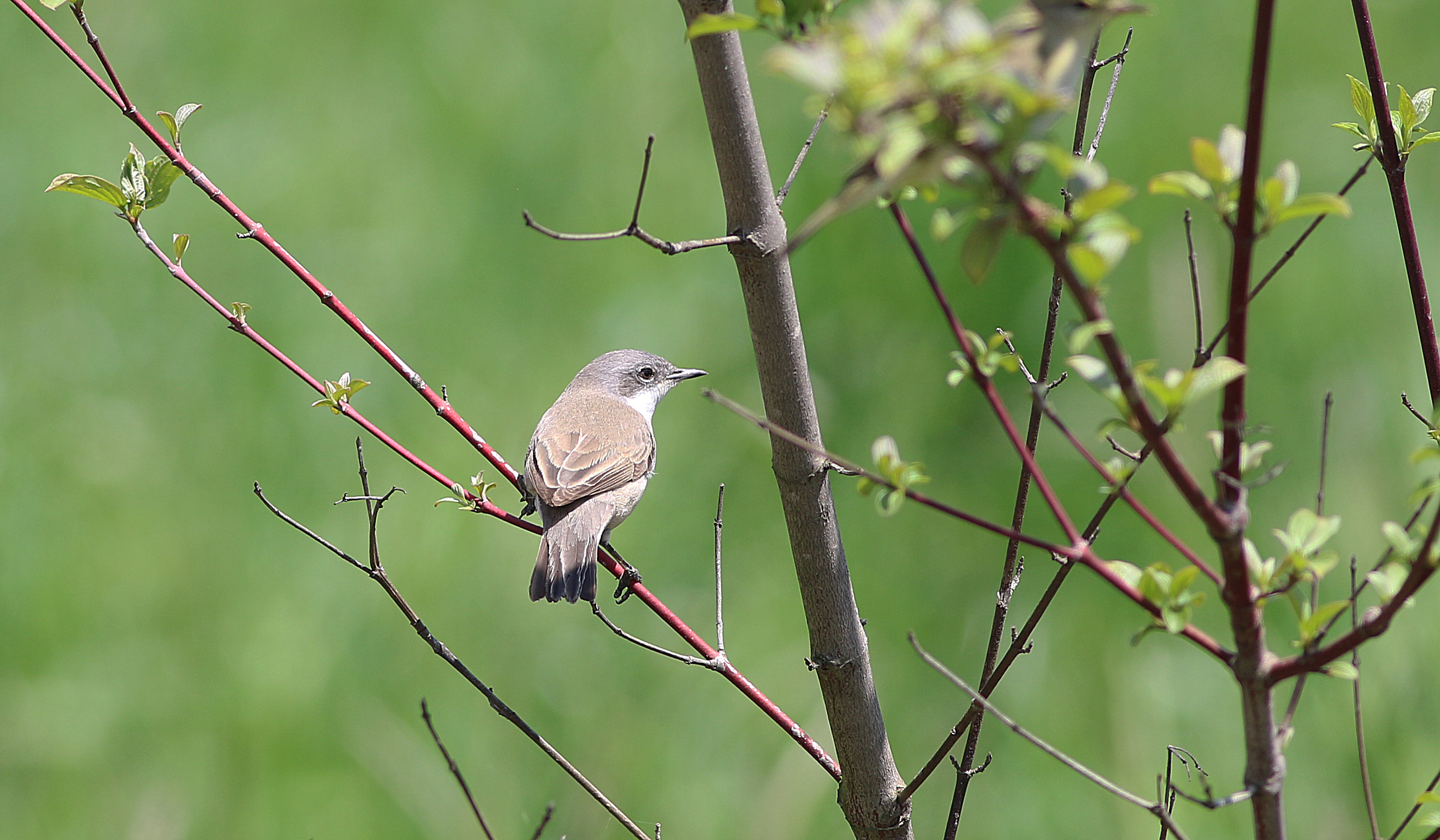 Lesser Whitethroat