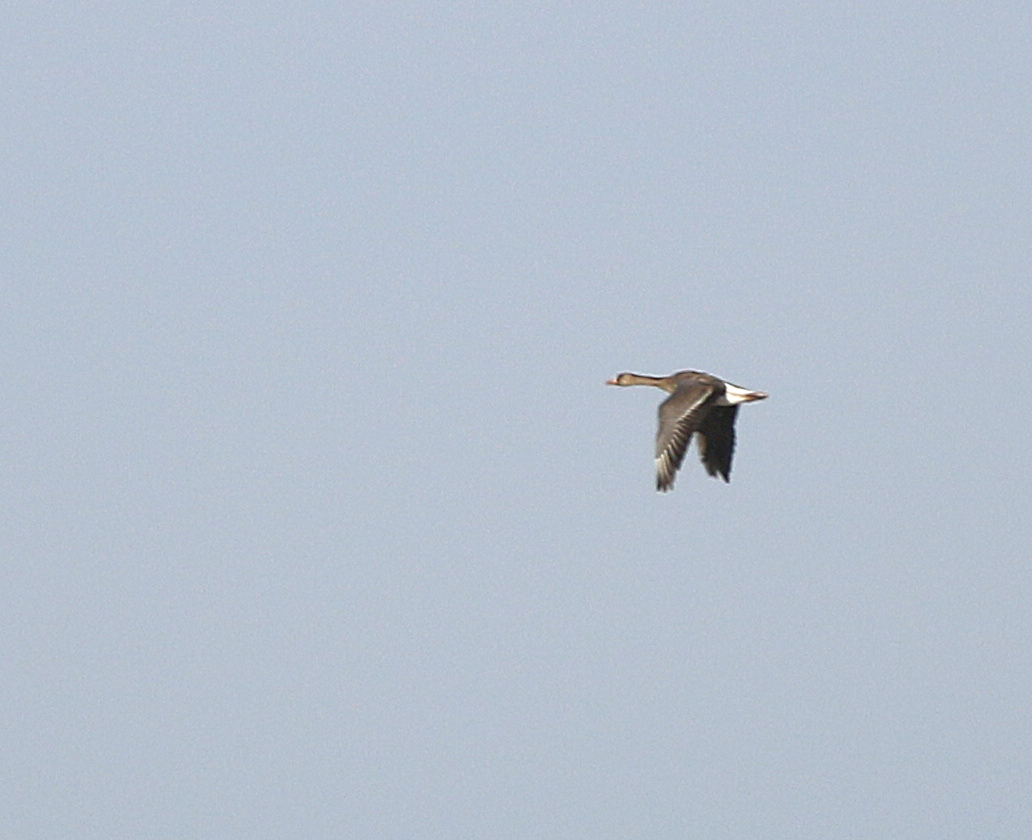 Greater White-fronted Goose