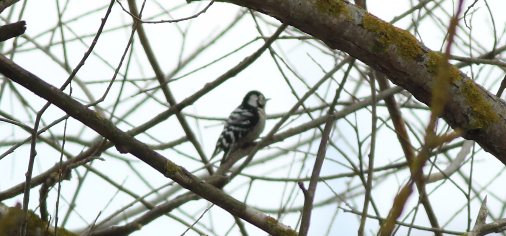 Lesser Spotted Woodpecker