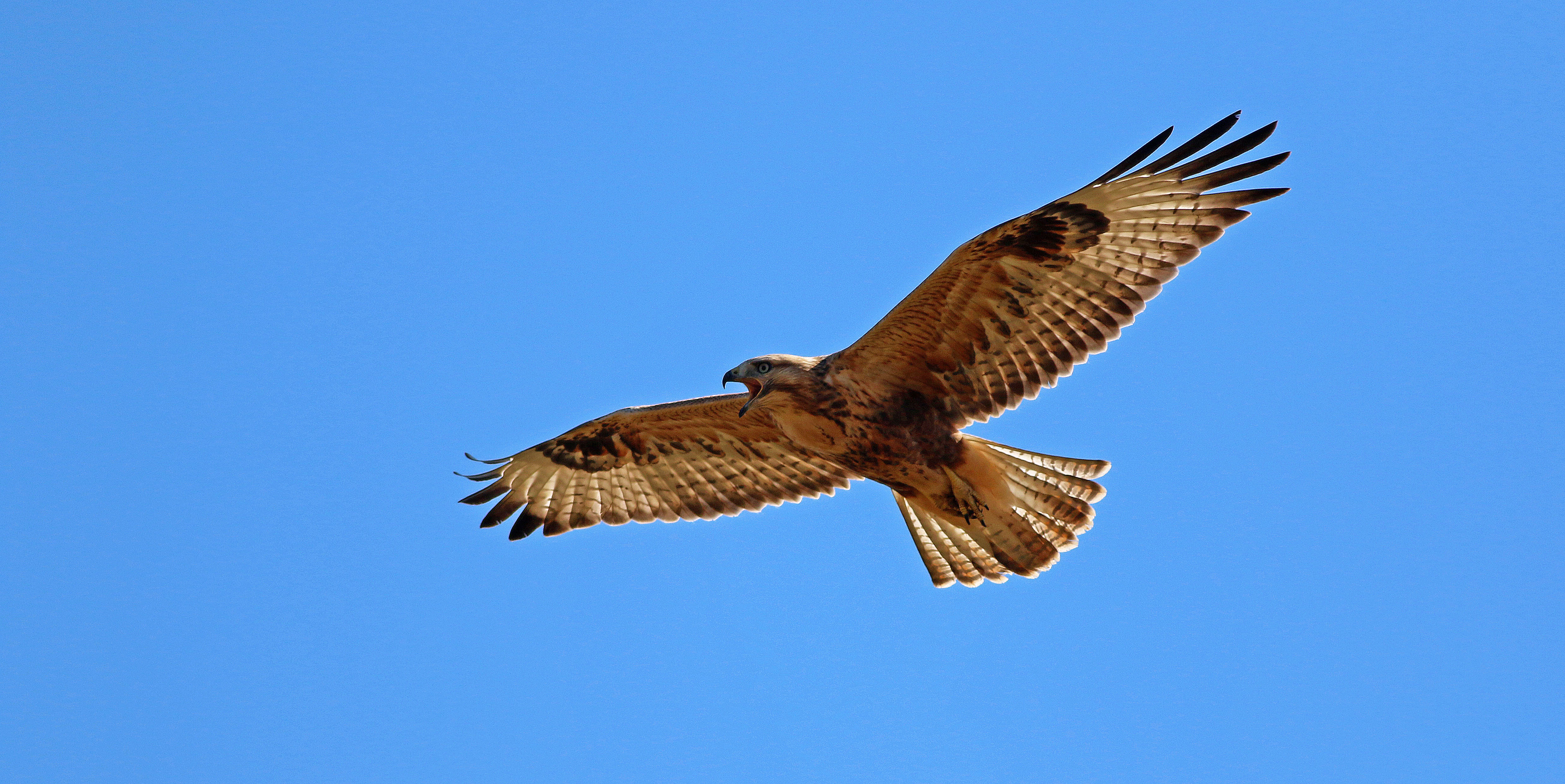 Long-legged Buzzard