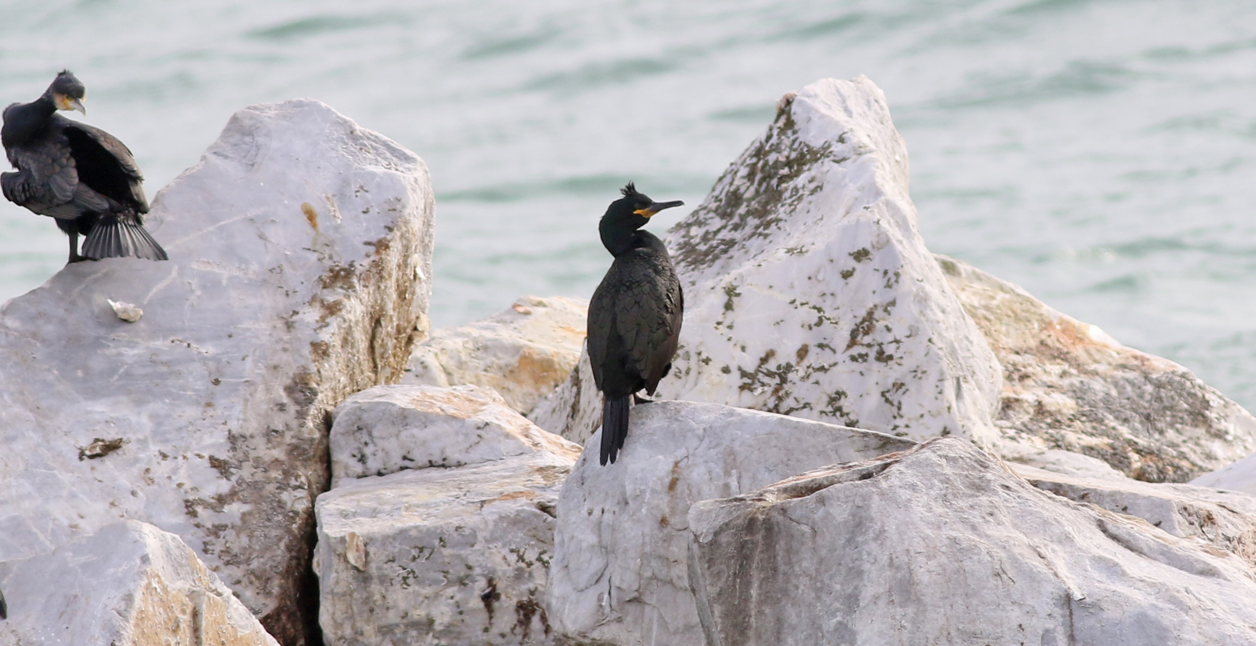 European Shag