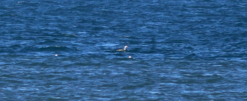 Red-throated Loon