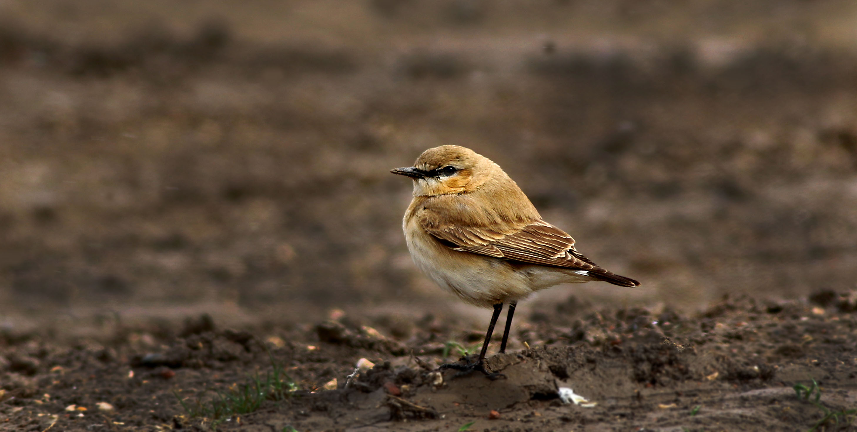 Isabelline Wheatear