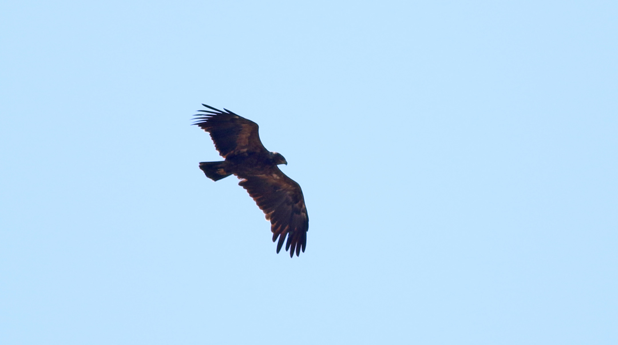 Booted Eagle