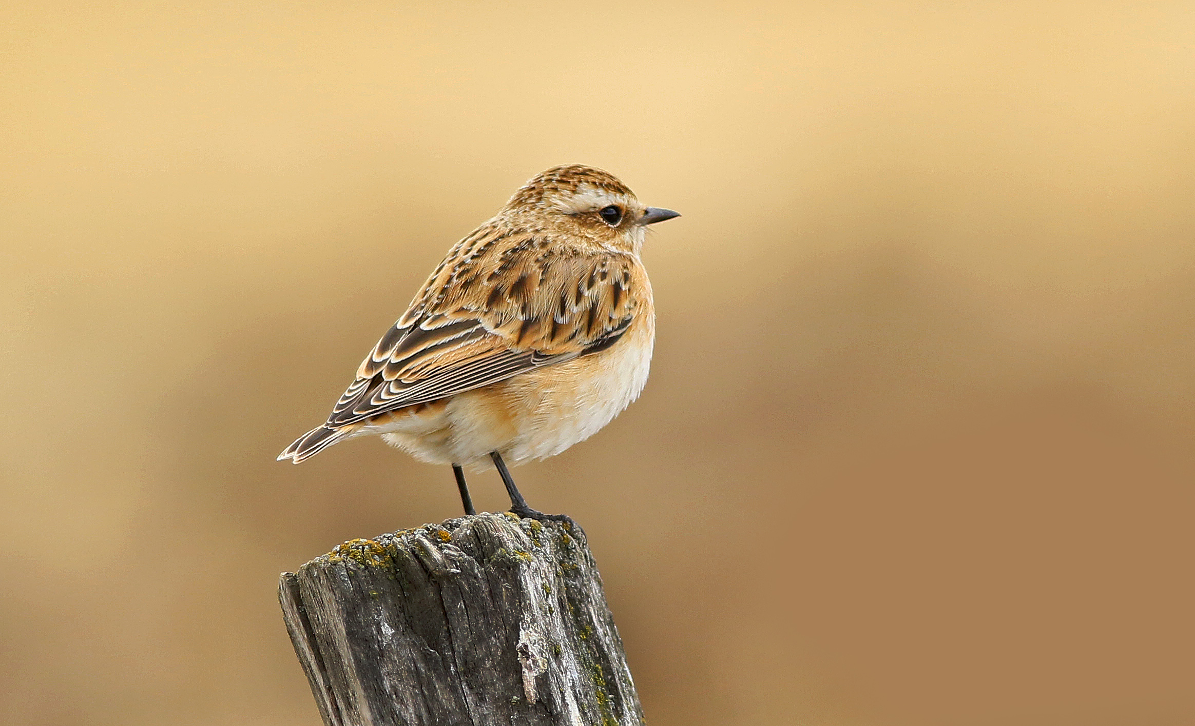 Whinchat