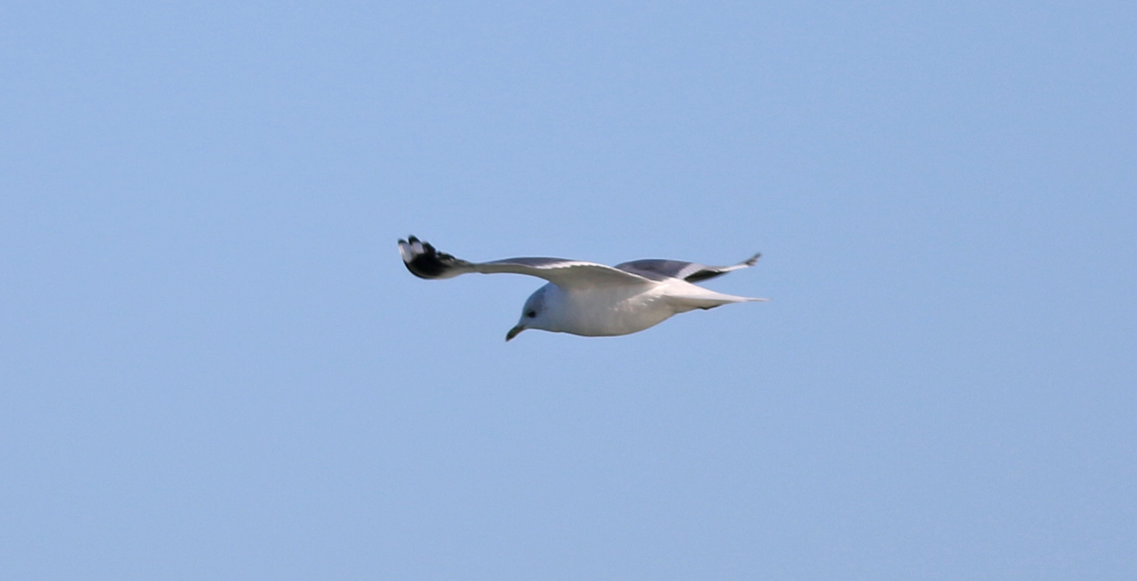 Mew Gull