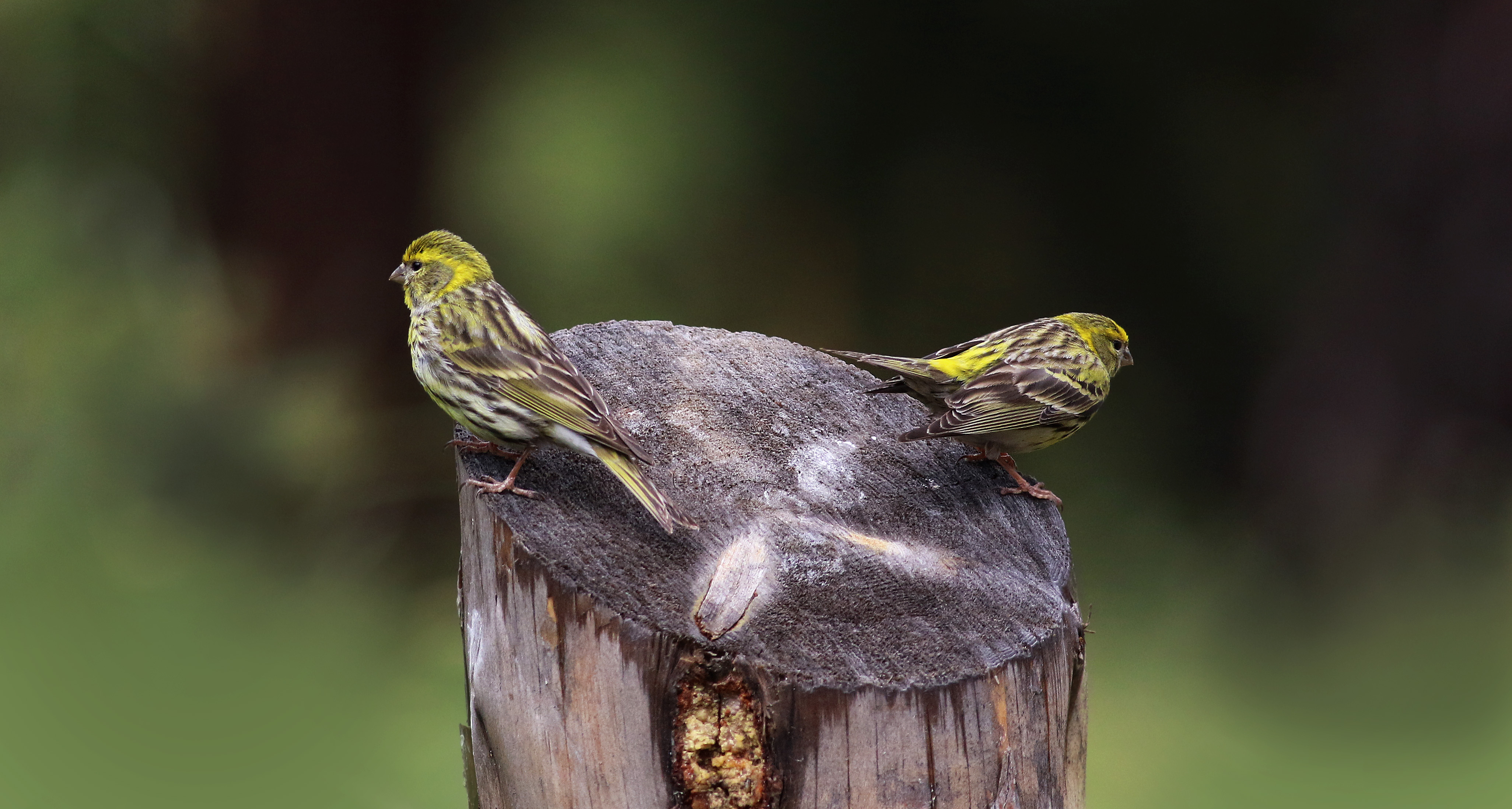 Eurasian Siskin