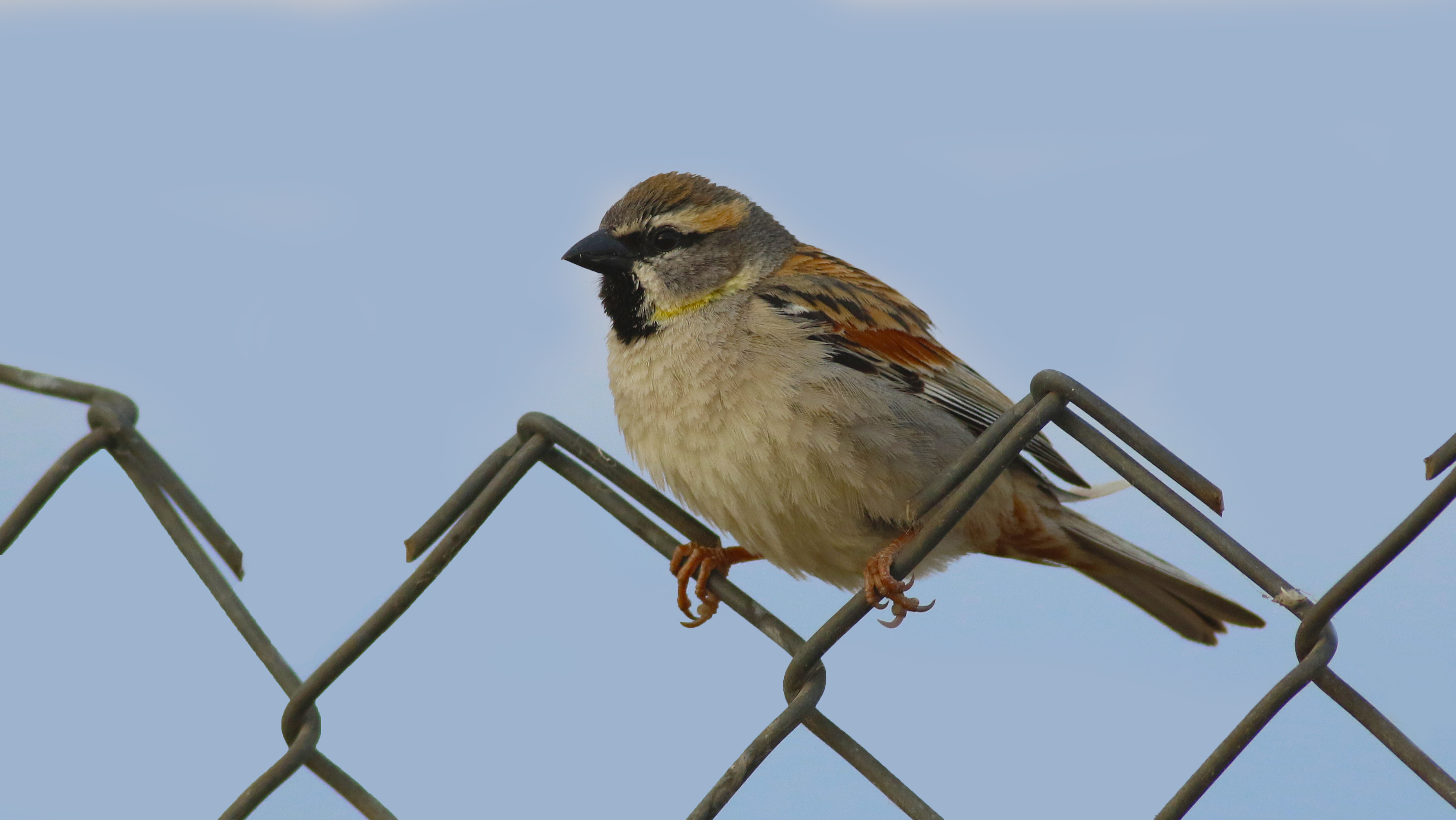 Dead Sea Sparrow