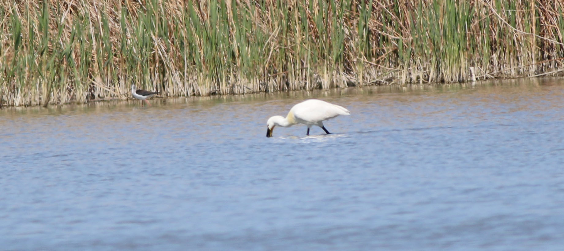 Eurasian Spoonbill — Ana fotoğraf