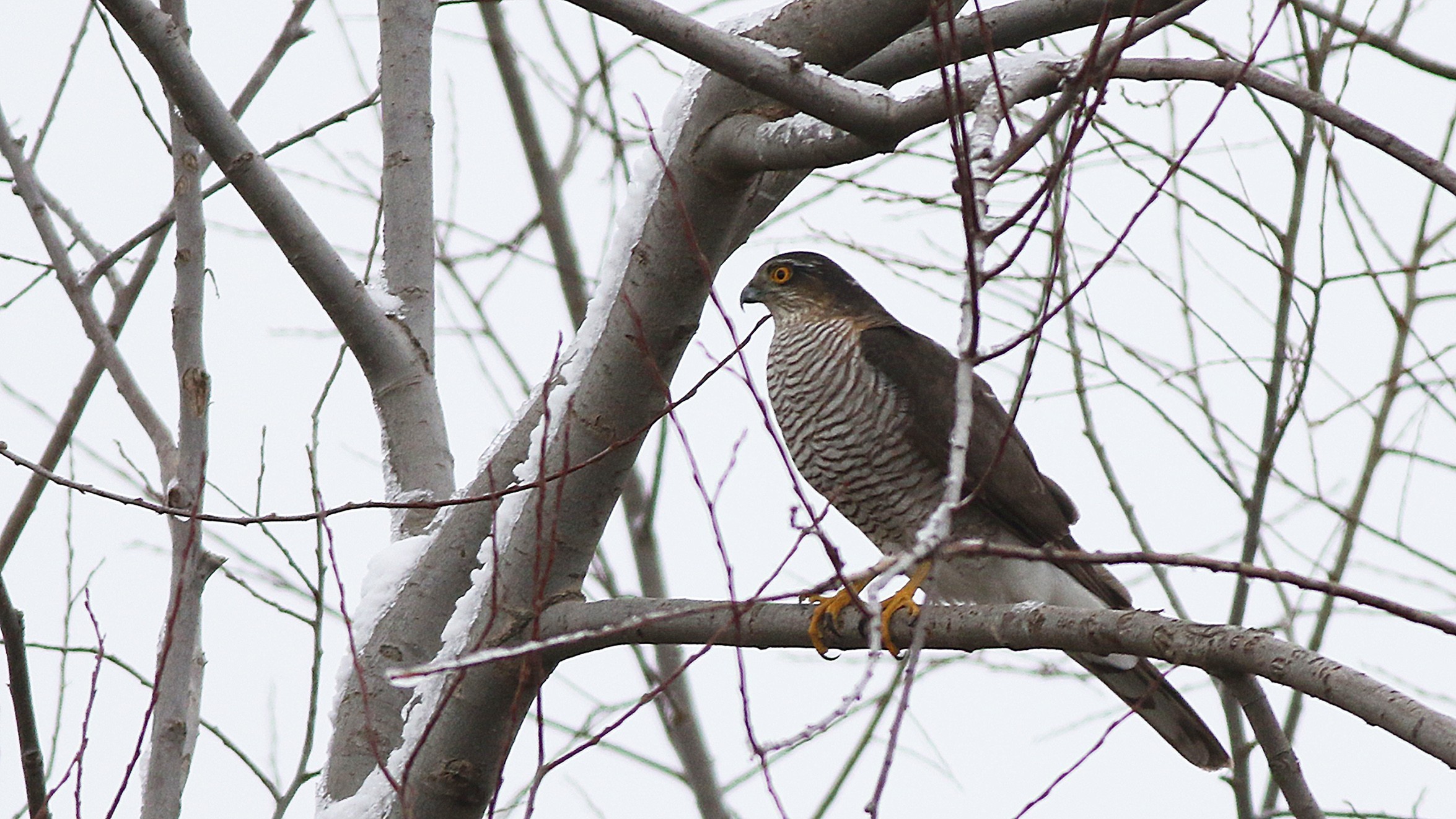 Eurasian Sparrowhawk