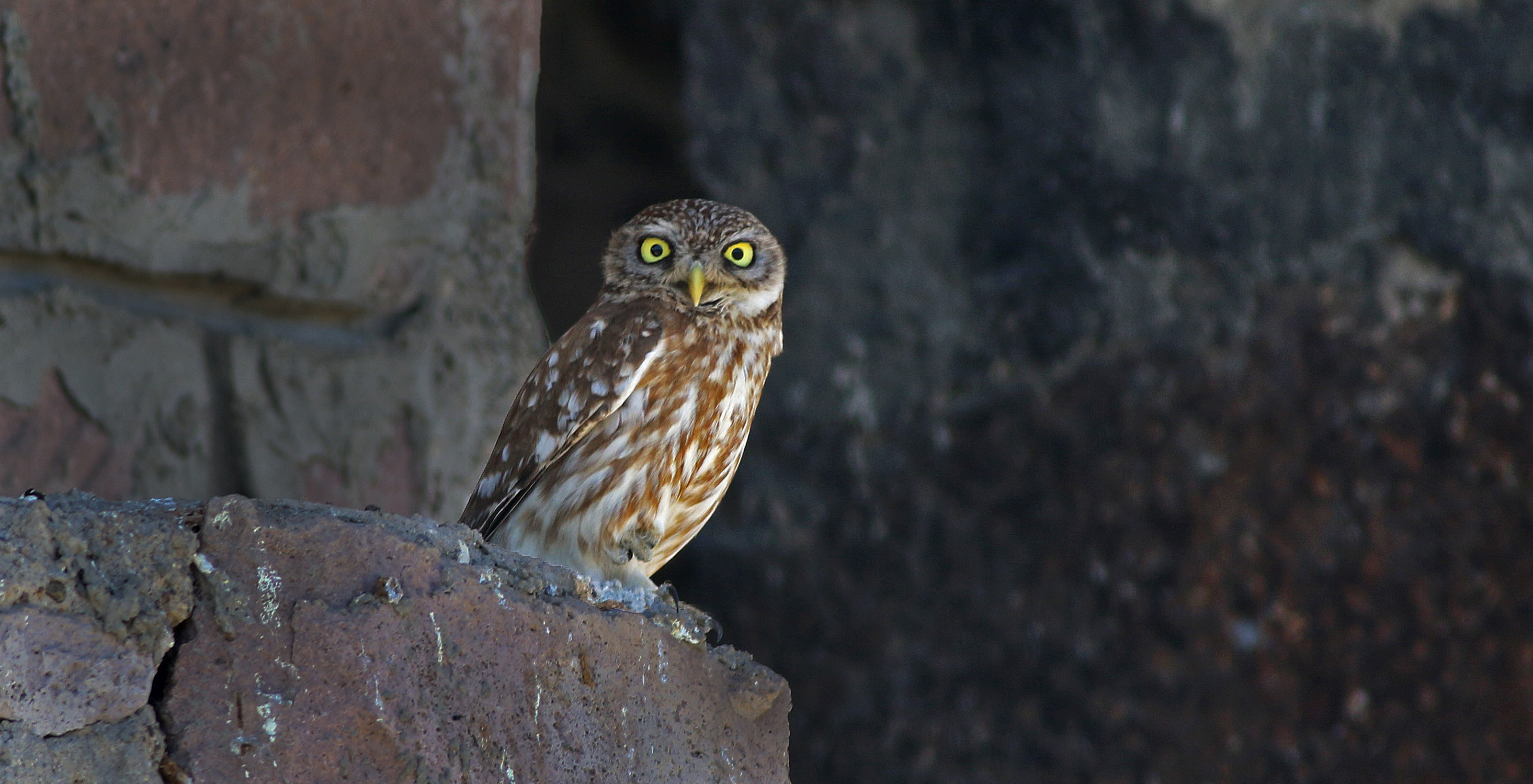 Little Owl