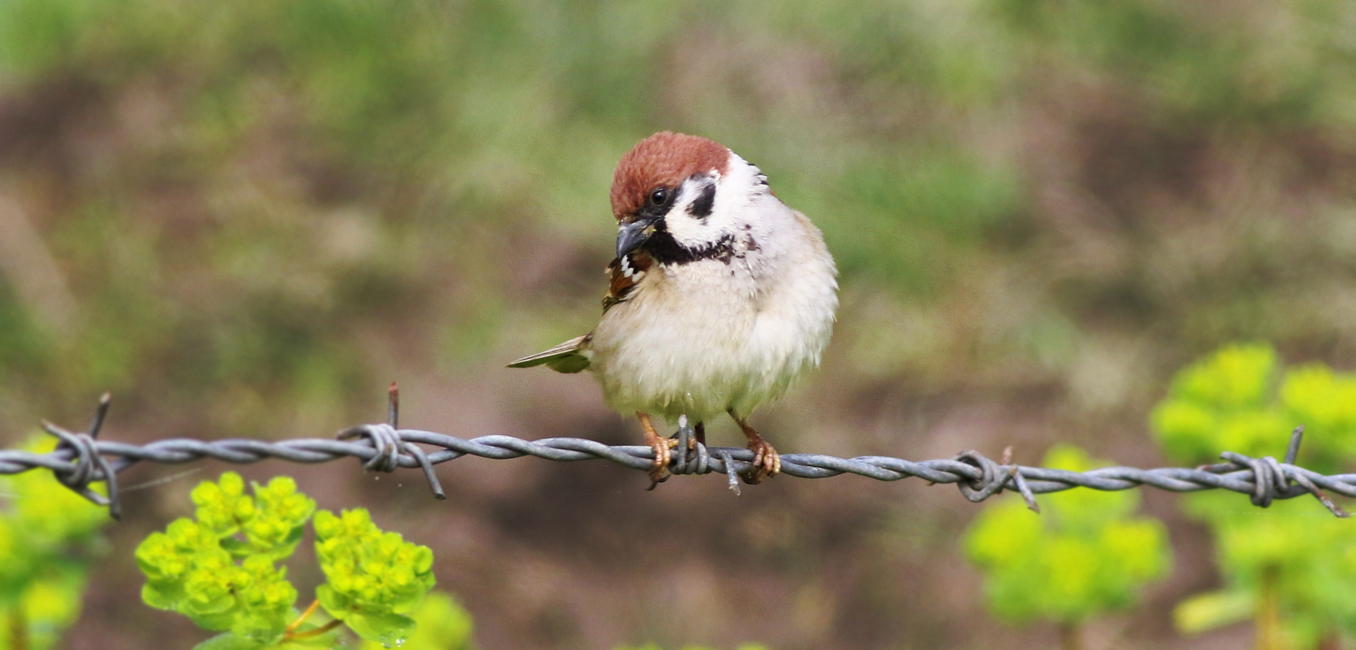 Eurasian Tree Sparrow