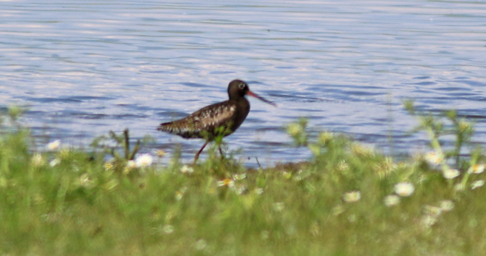 Spotted Redshank