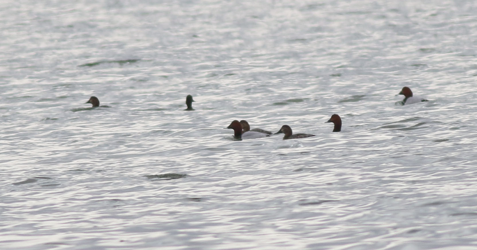 Common Pochard