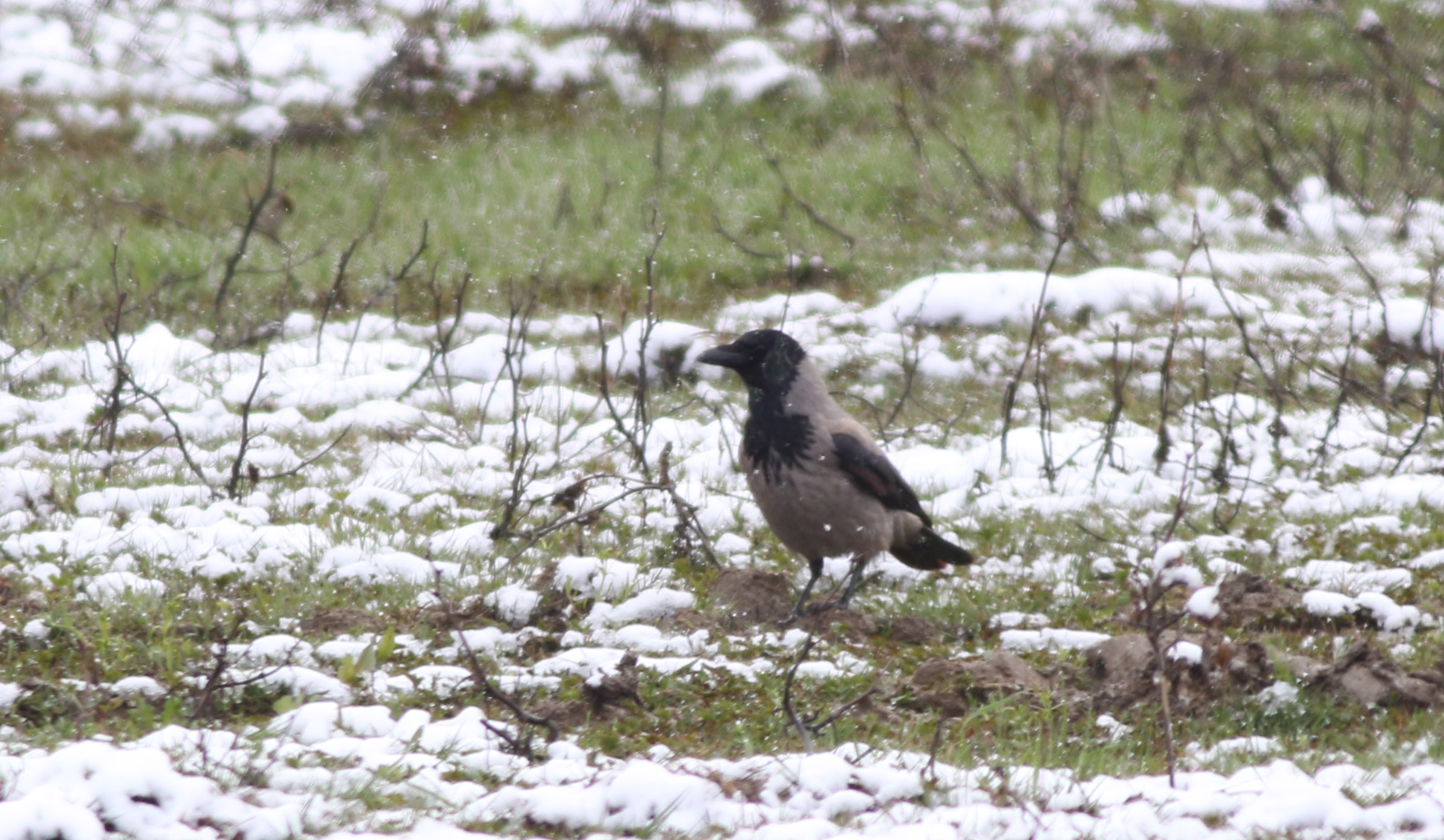 Hooded Crow