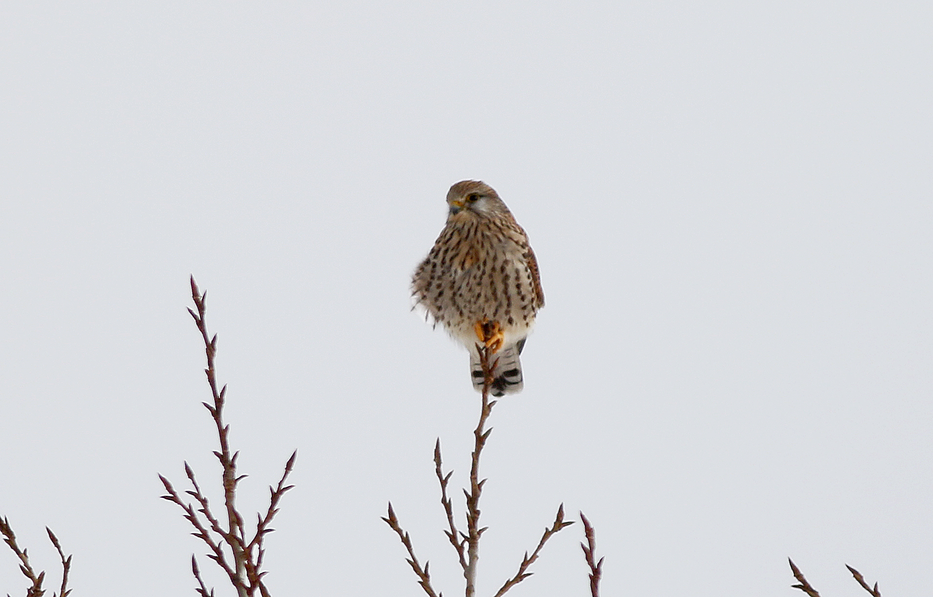 Eurasian Kestrel