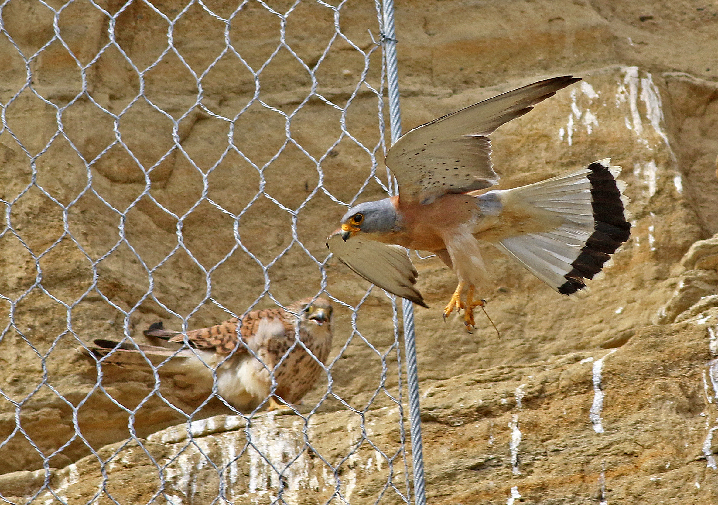 Eurasian Kestrel