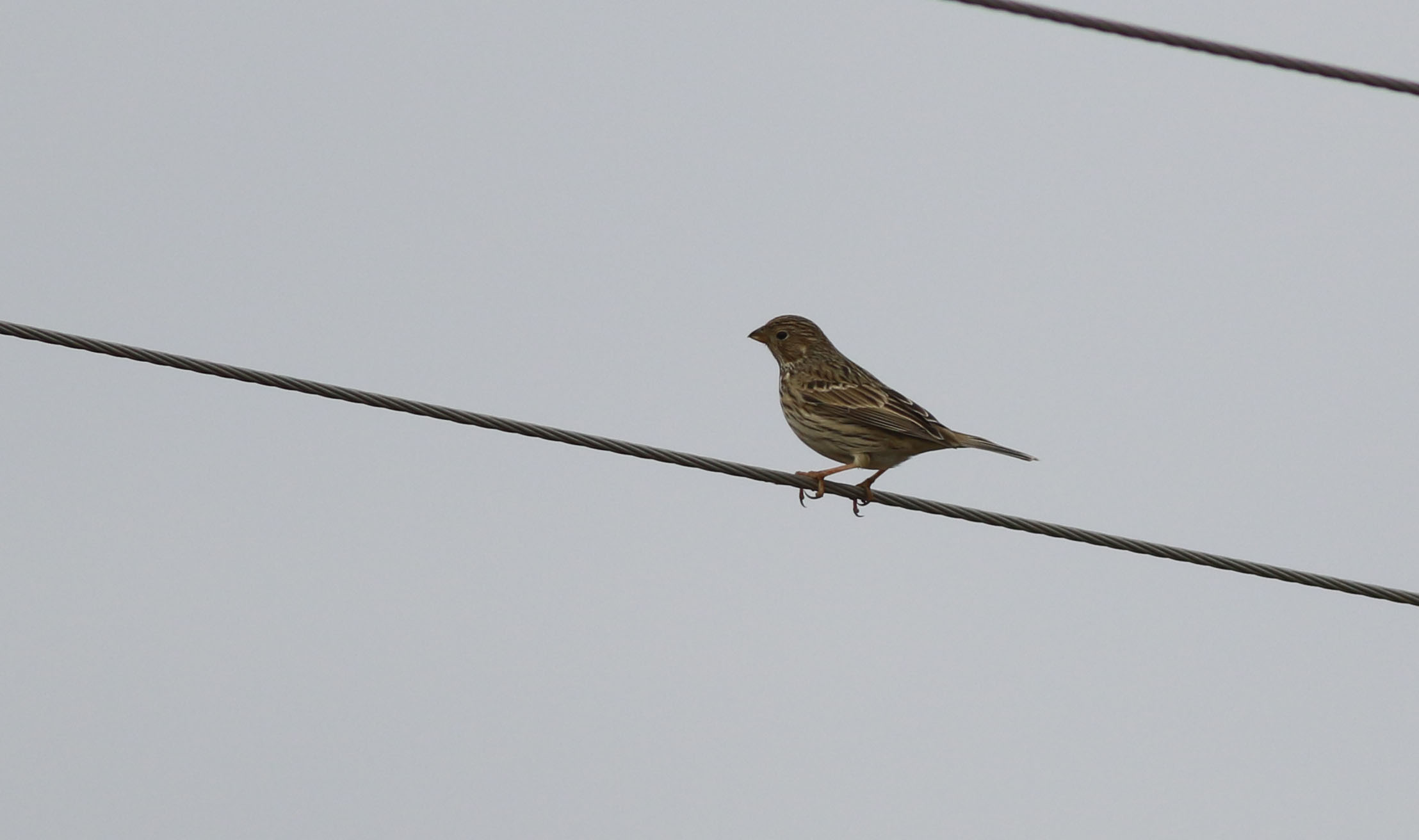 Corn Bunting