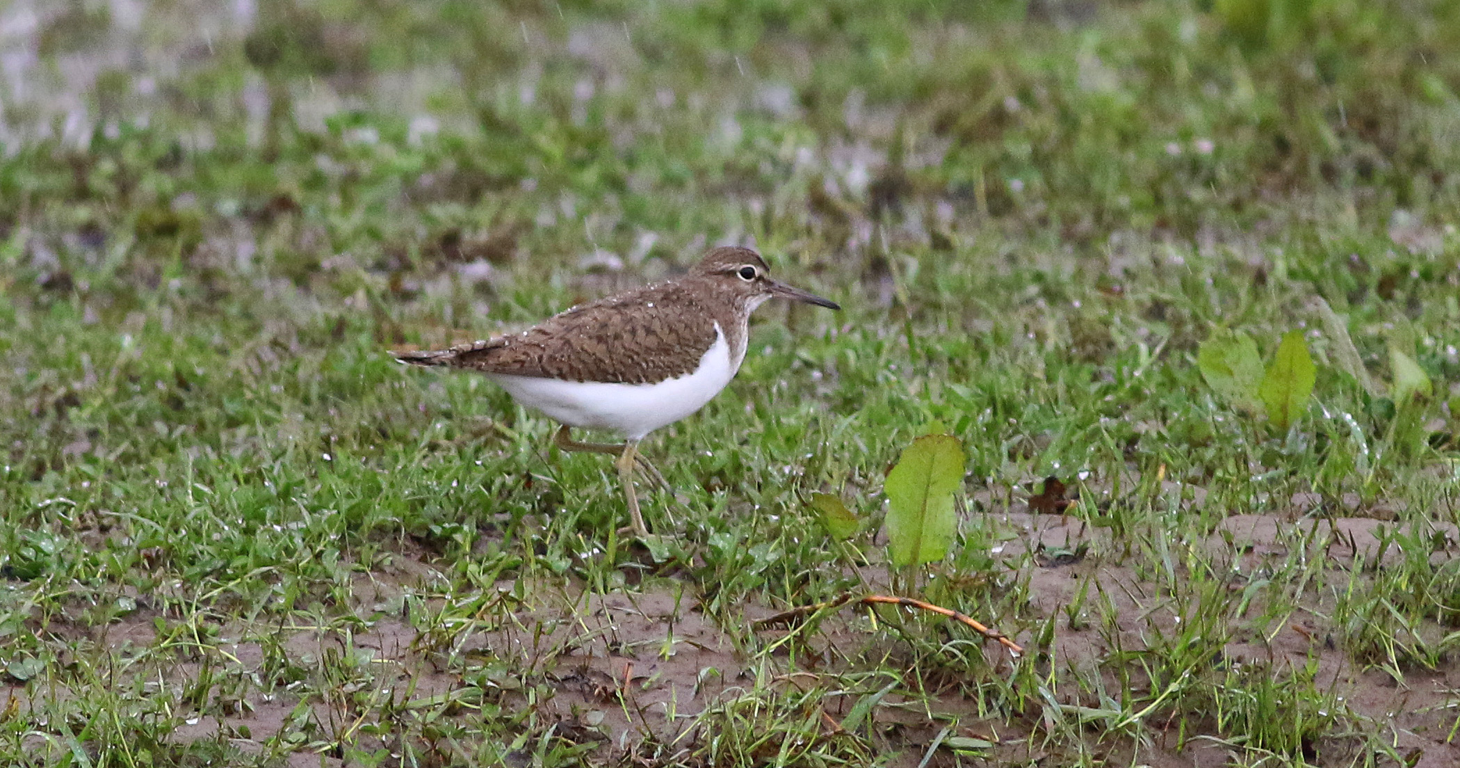 Common Sandpiper