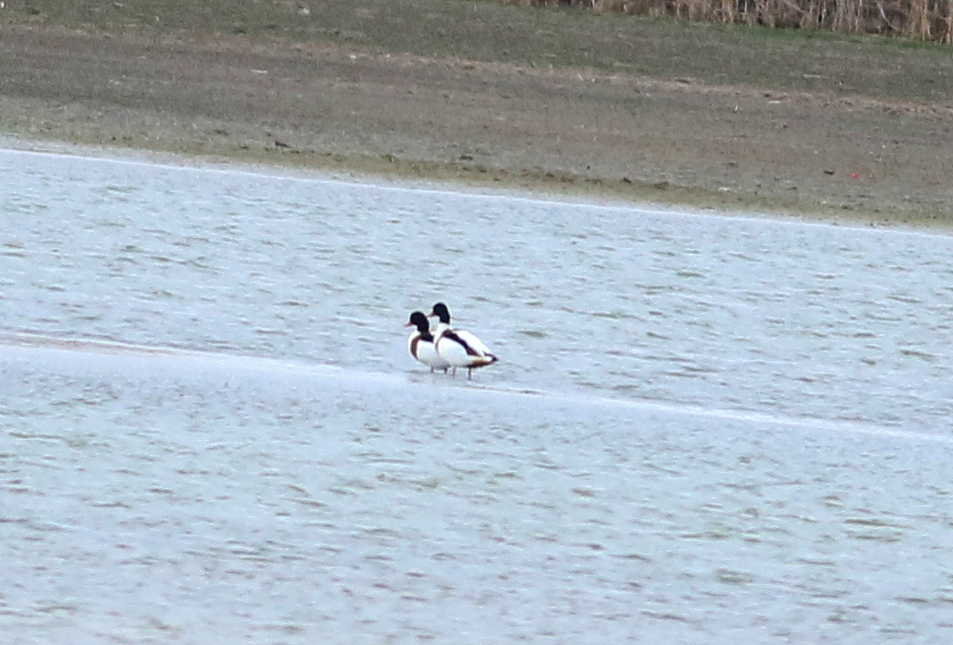 Common Shelduck