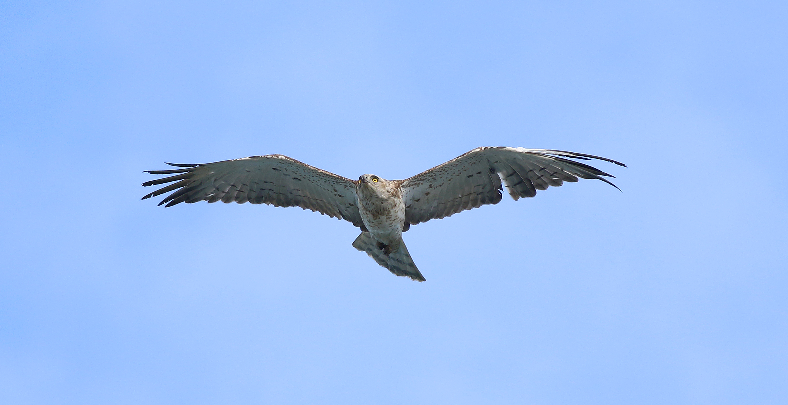 Short-toed Snake-Eagle