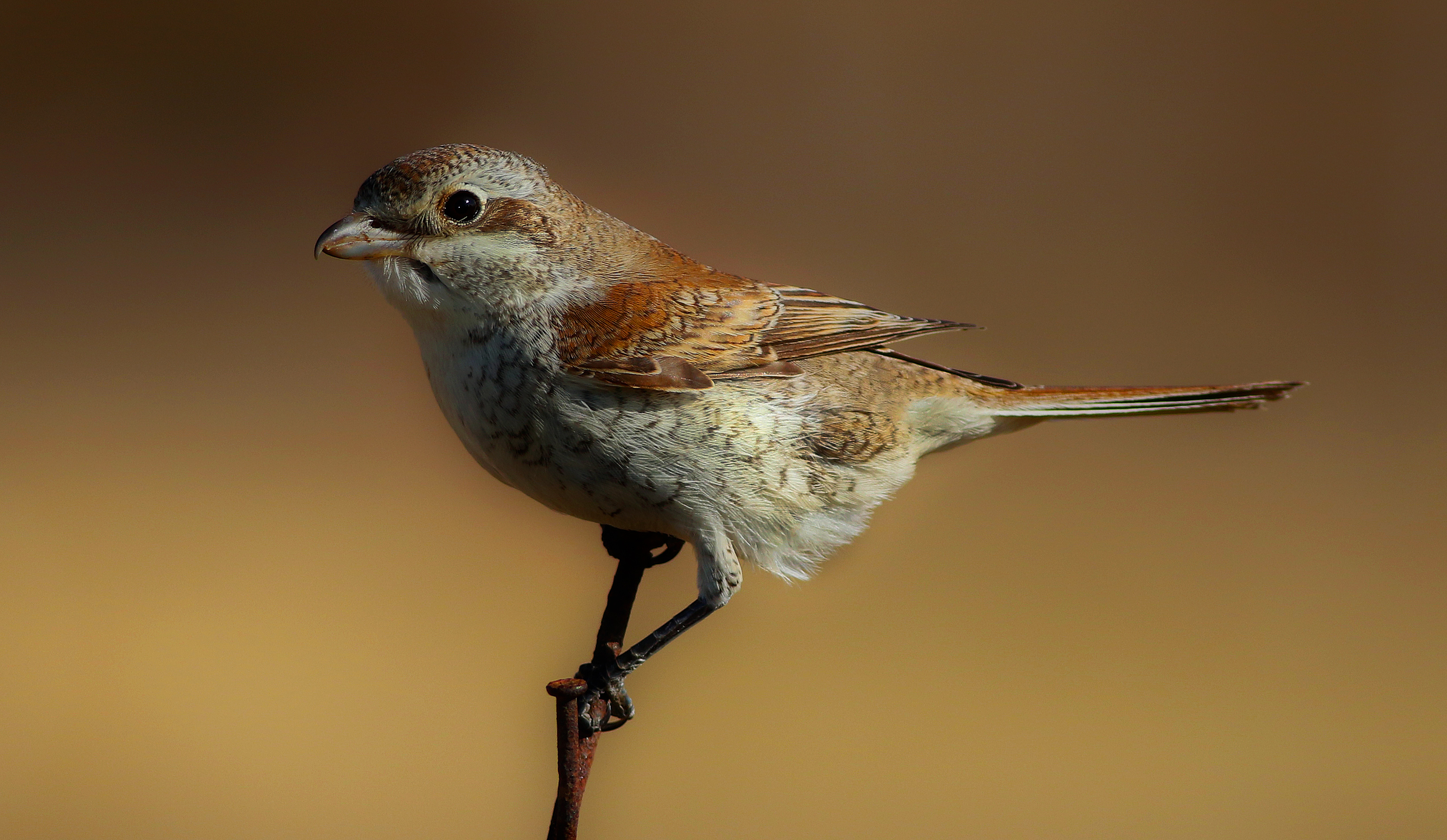 Red-backed Shrike