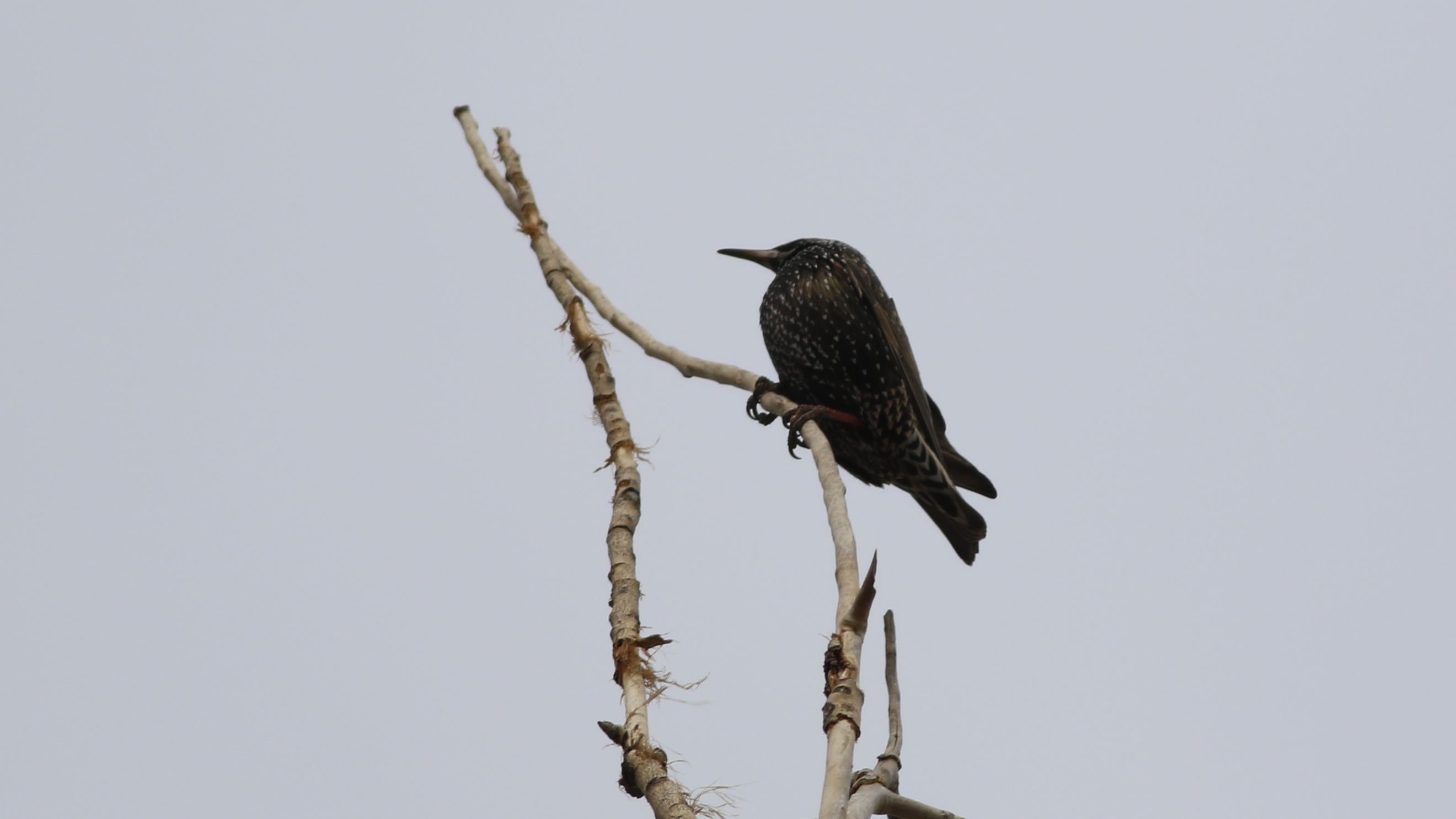 European Starling