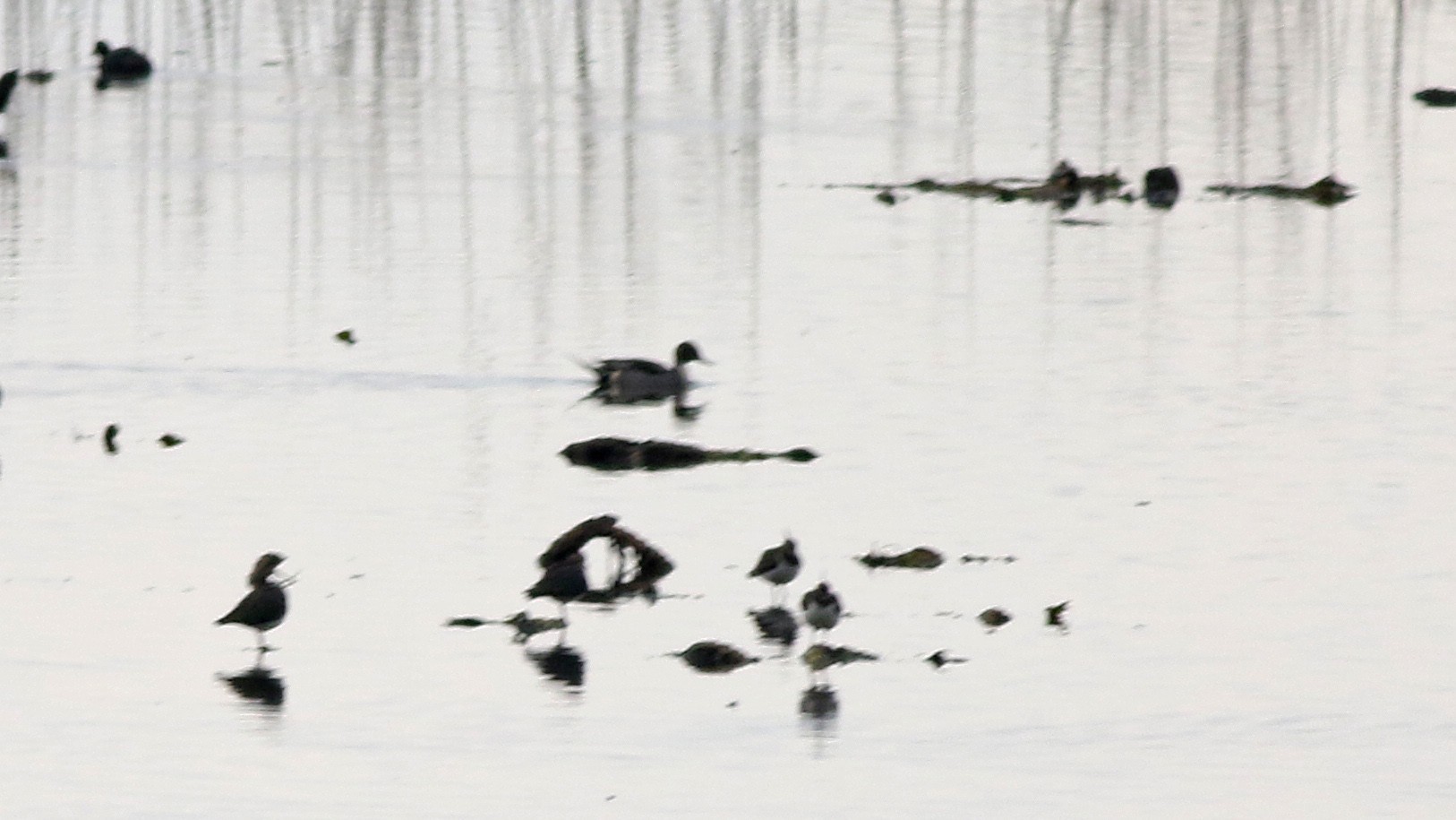 Northern Pintail — Ana fotoğraf