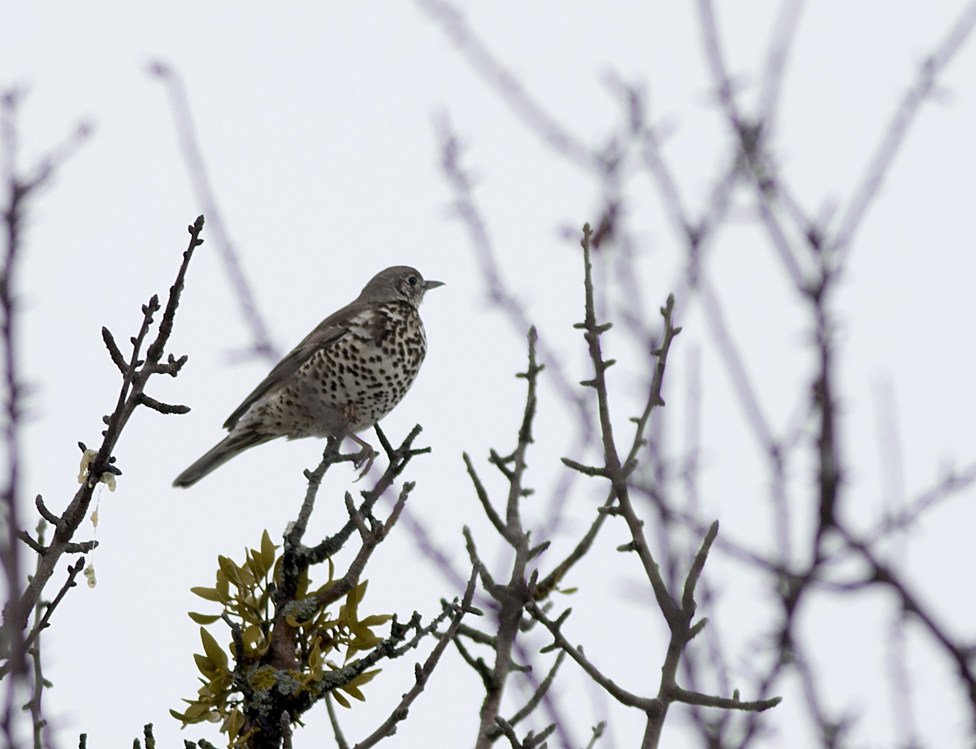 Mistle Thrush