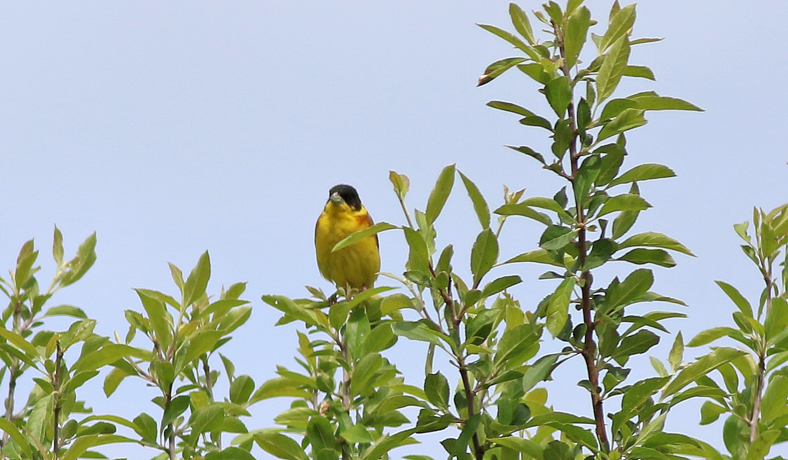 Black-headed Bunting