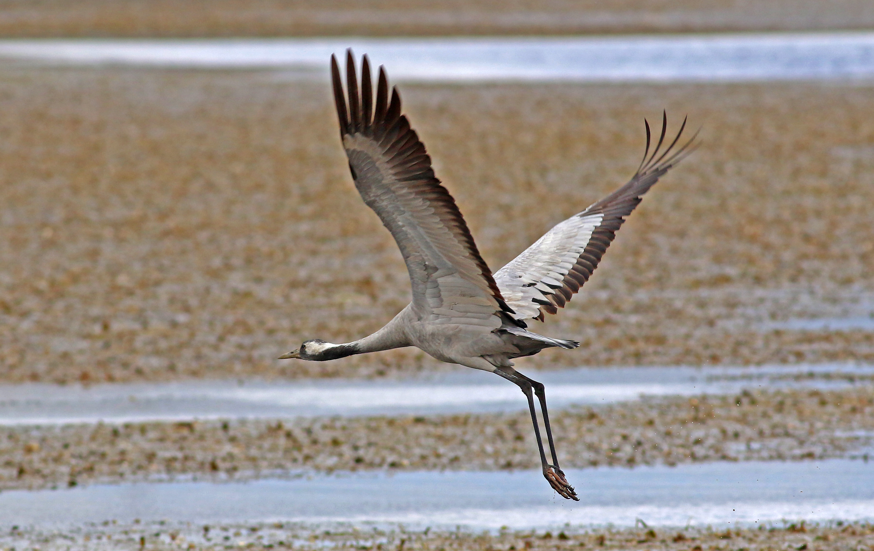 Common Crane
