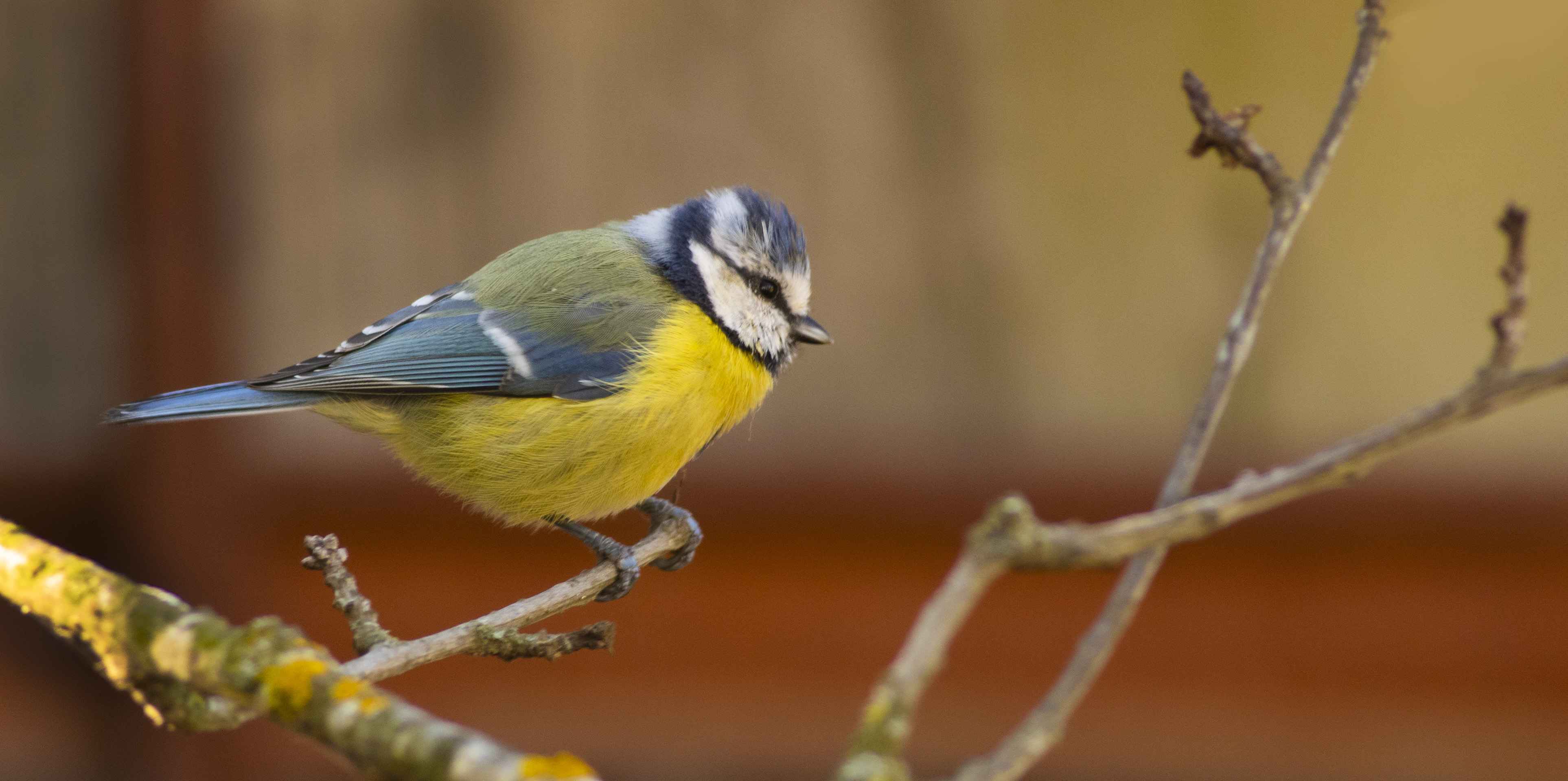 Eurasian Blue Tit